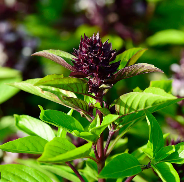 OCIMUM basilicum Siam Queen