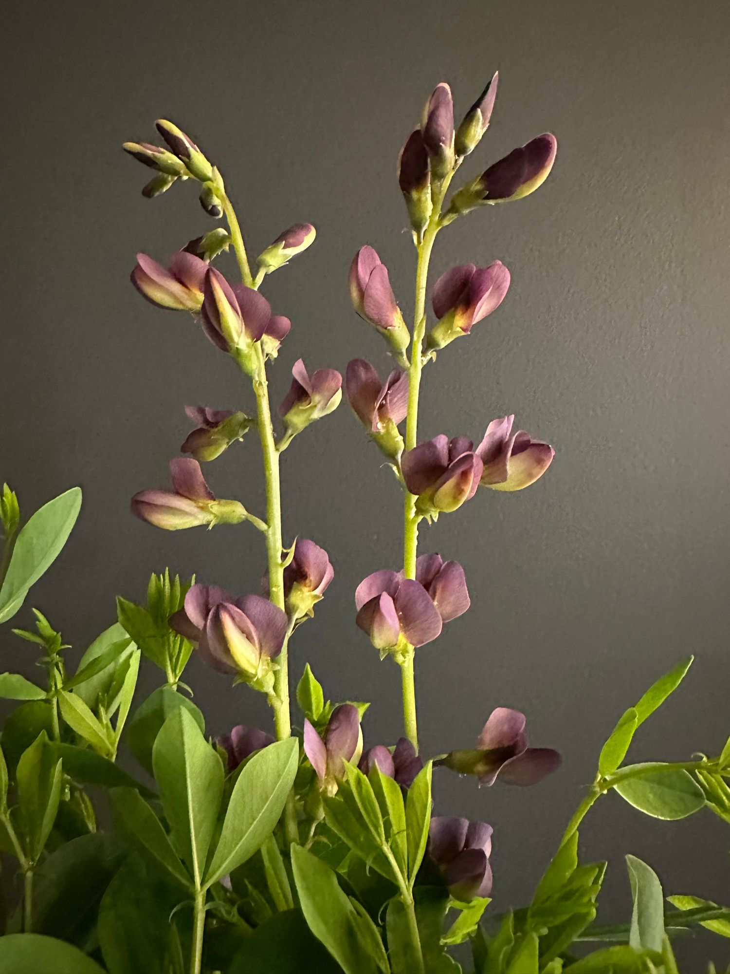 BAPTISIA x Twilite