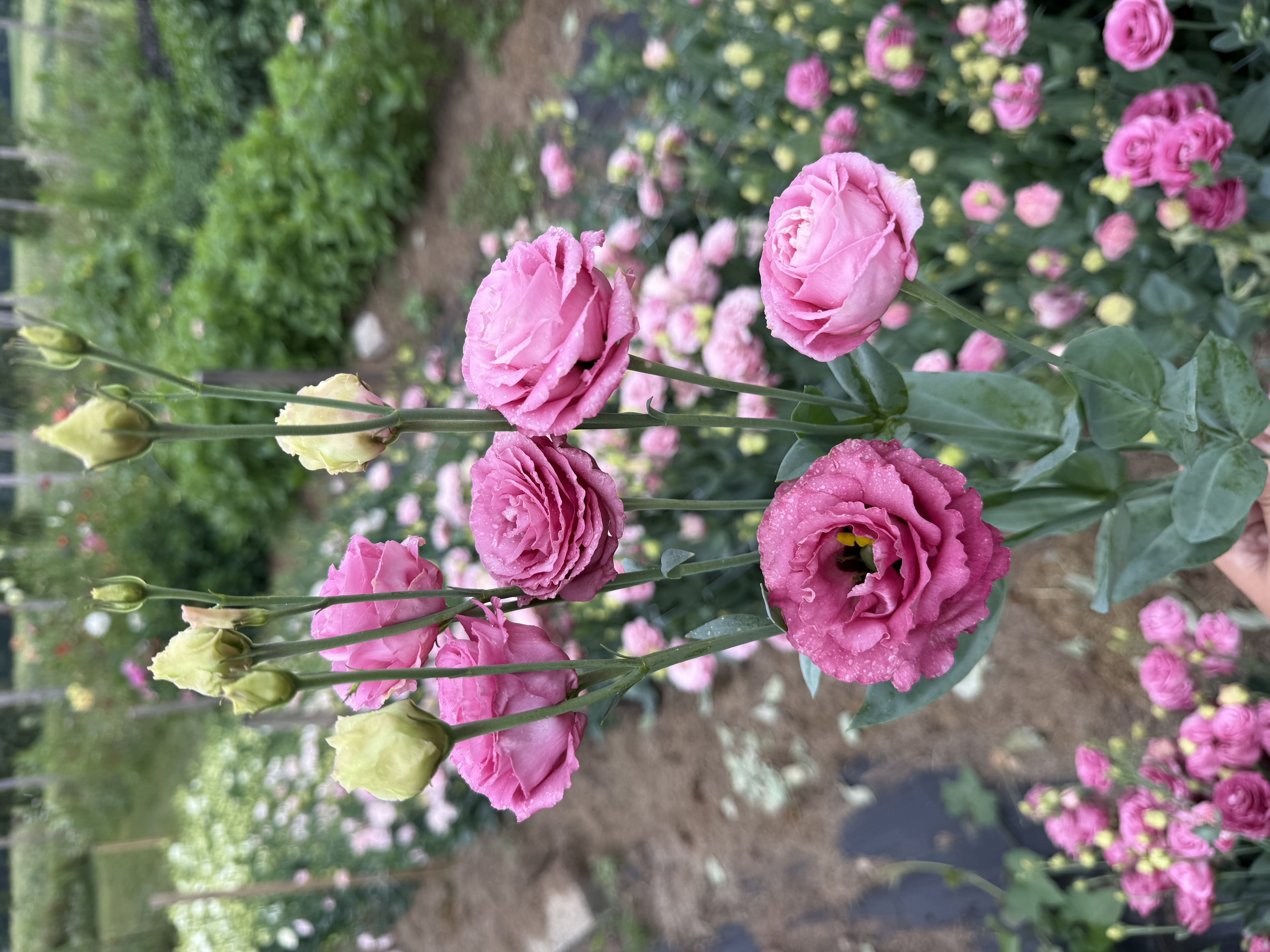 EUSTOMA grandiflorum Voyage 2