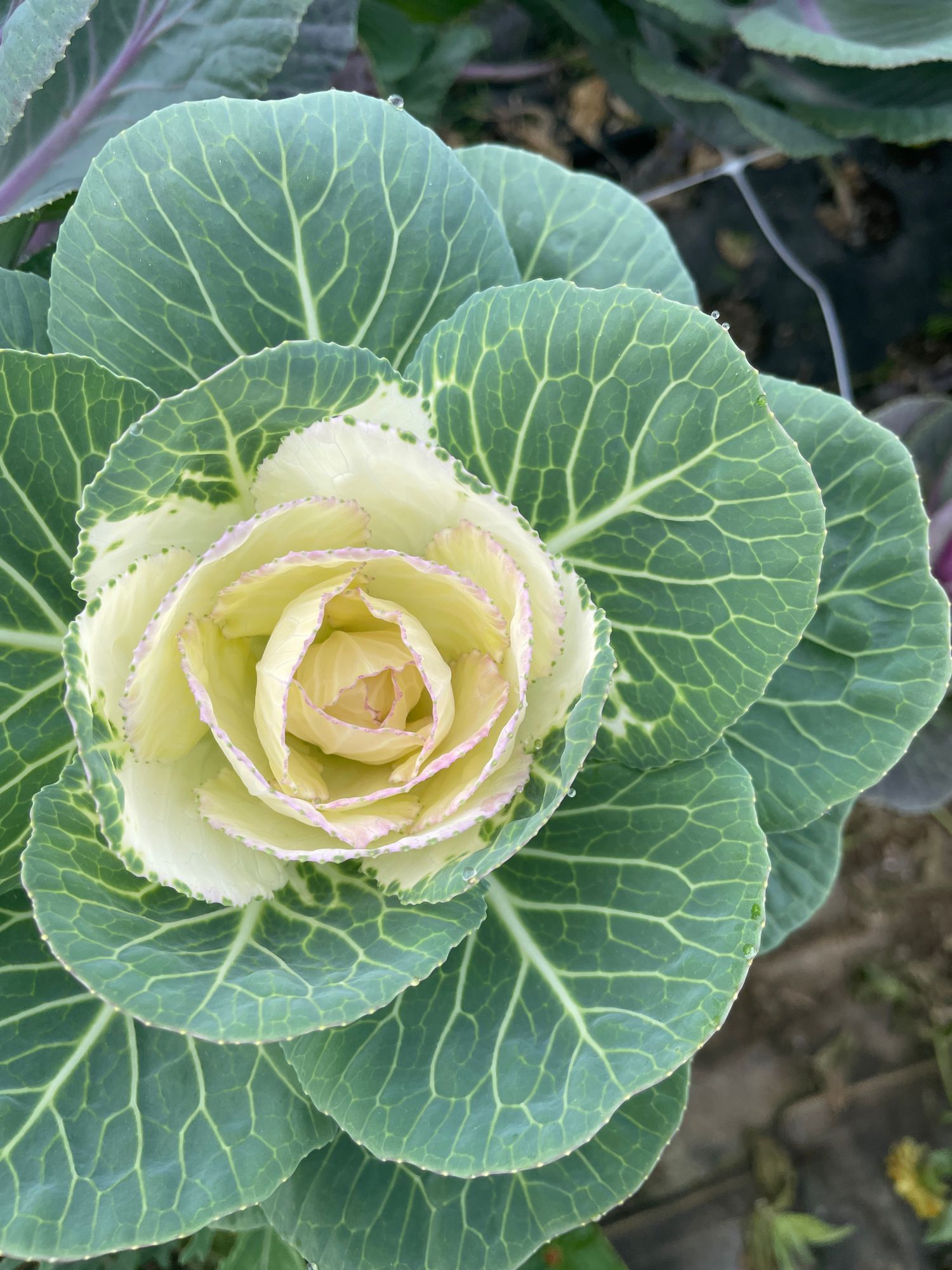 BRASSICA oleracea Crane White