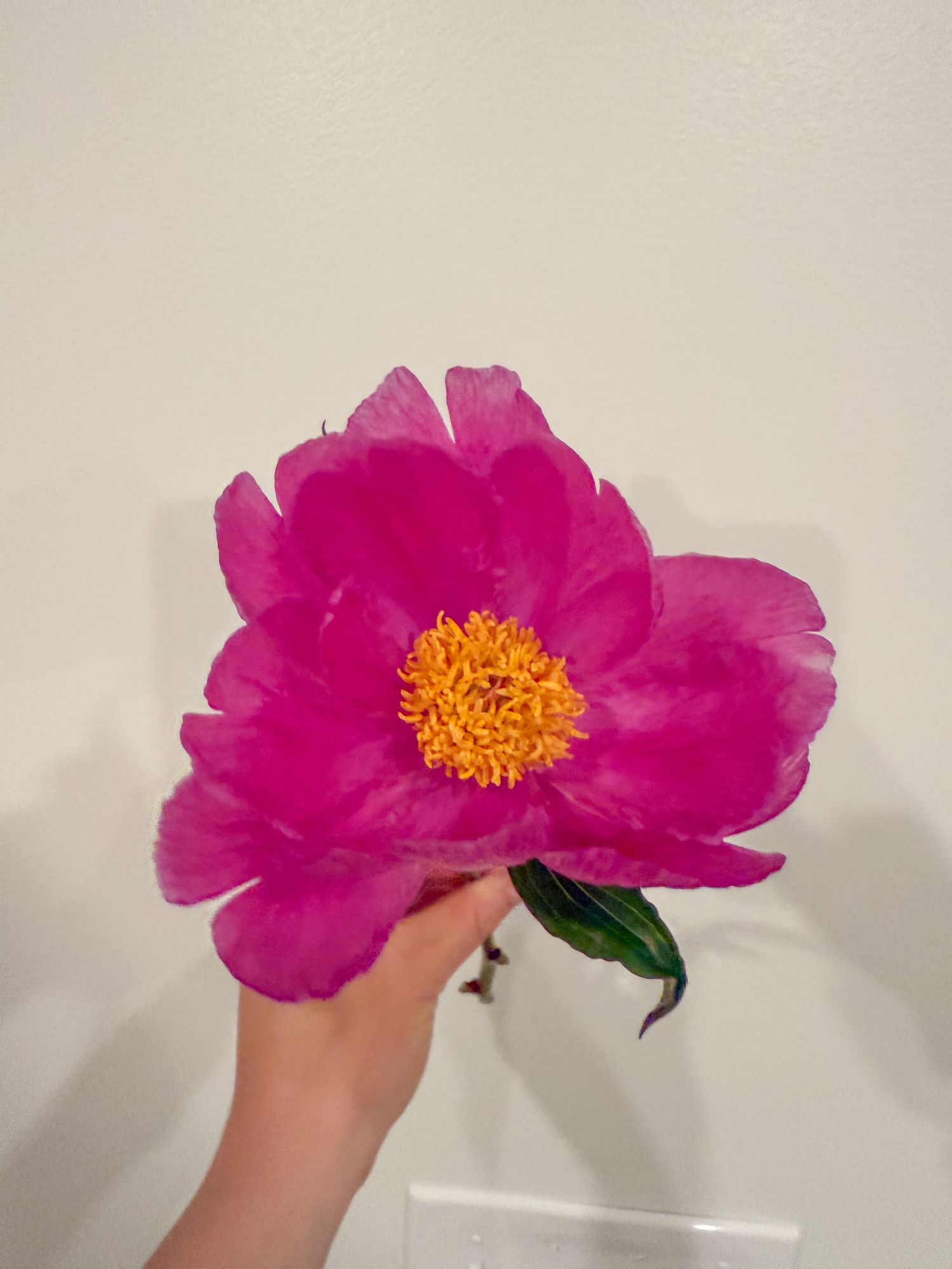 PAEONIA lactiflora