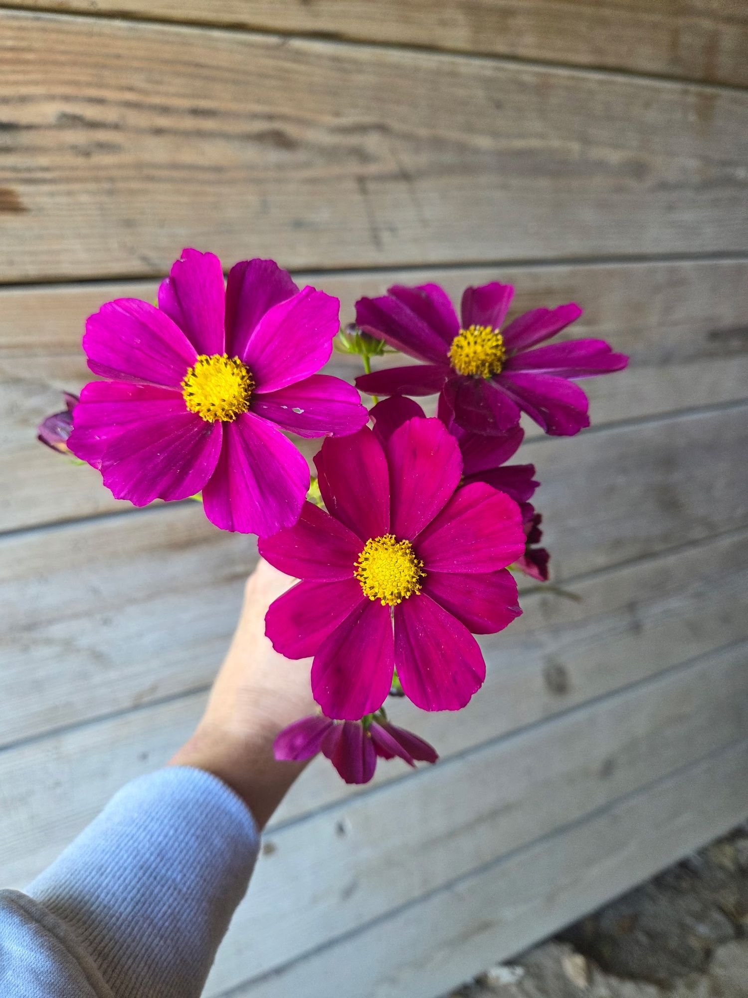 COSMOS bipinnatus Versailles Red