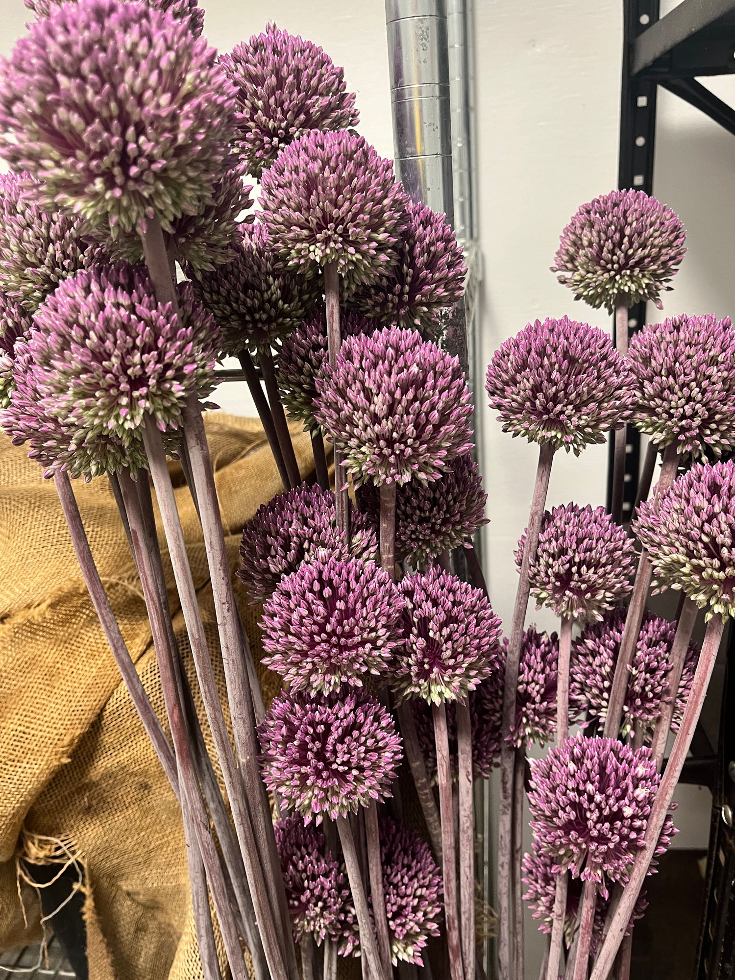 ALLIUM x Summer Drummer
