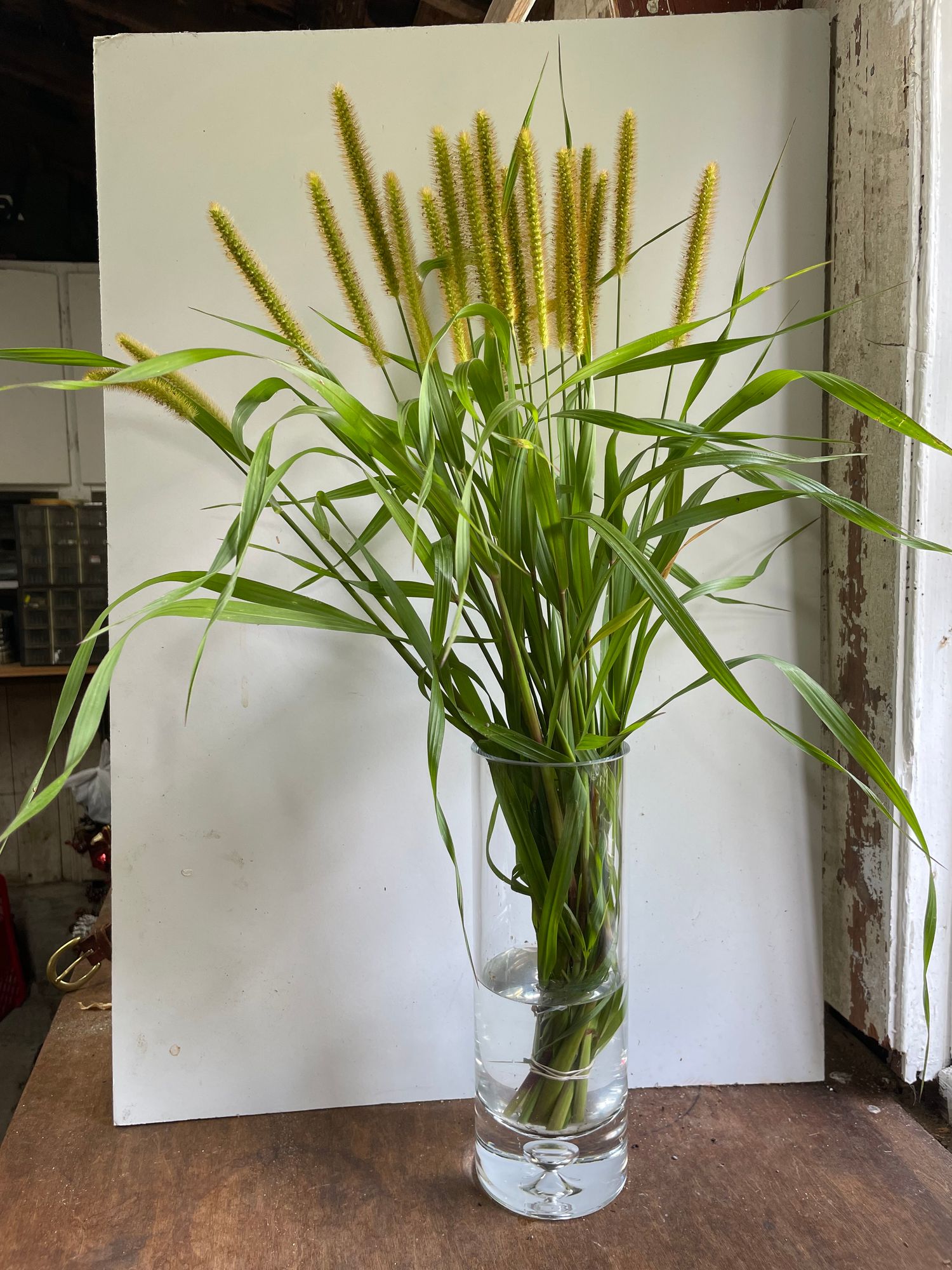 NARDUS stricta