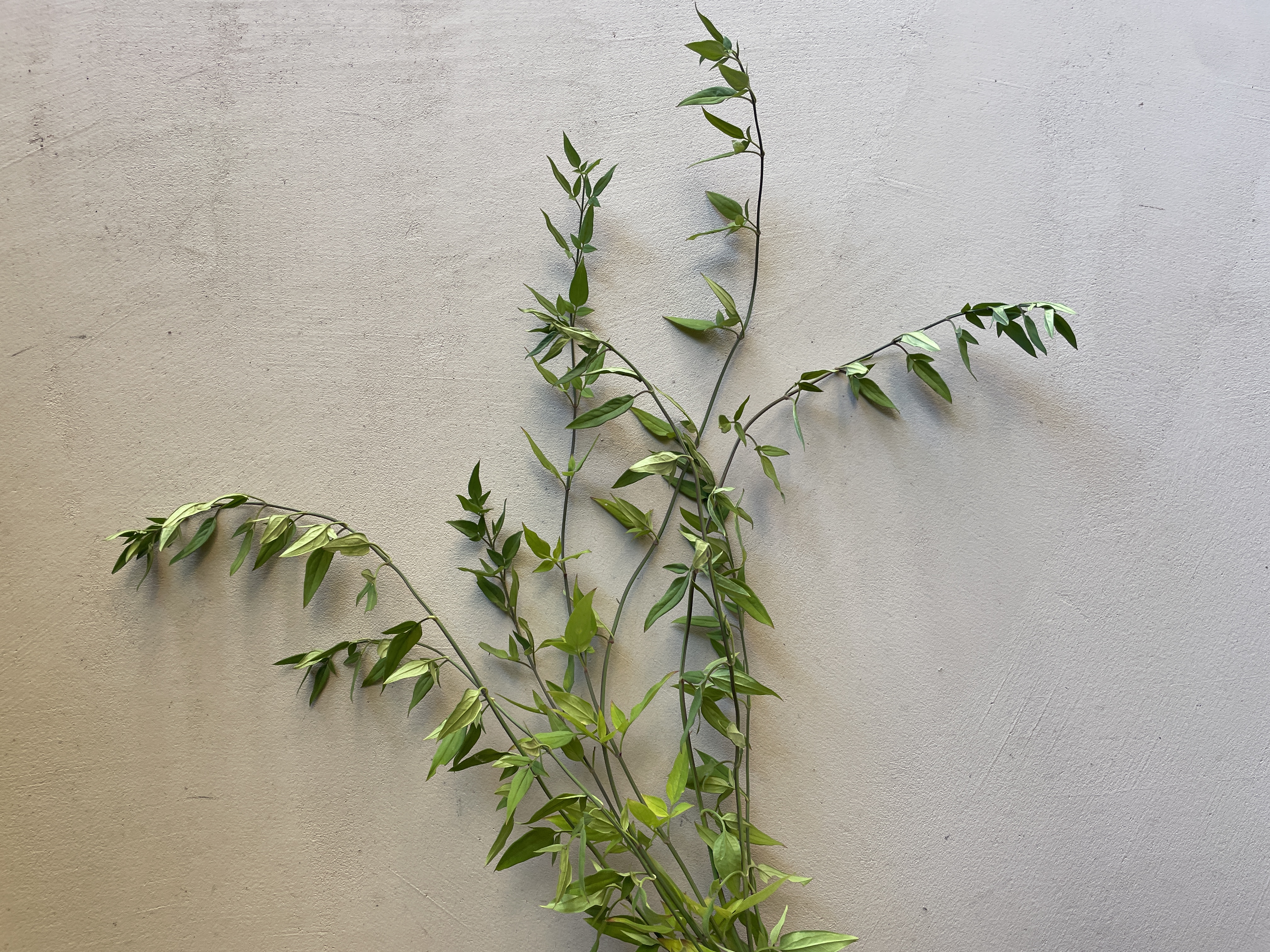 JASMINUM officinale