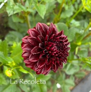 DAHLIA