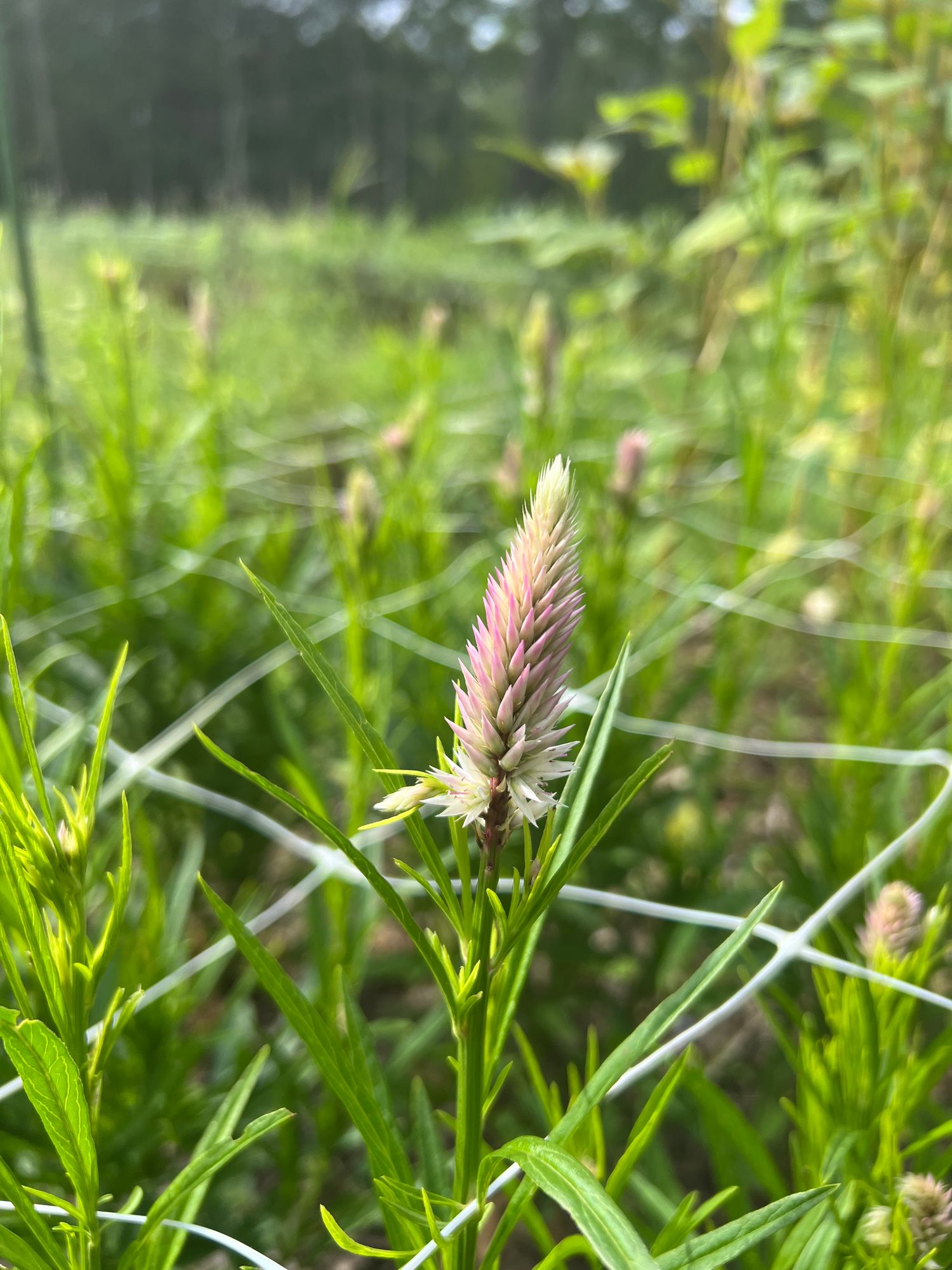 CELOSIA argentea spicata Flamingo Feather