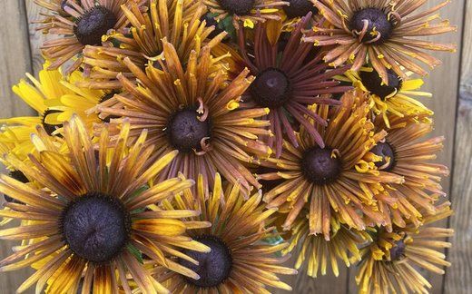 RUDBECKIA hirta Chim Chiminee