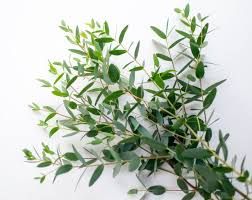 EUCALYPTUS parvula