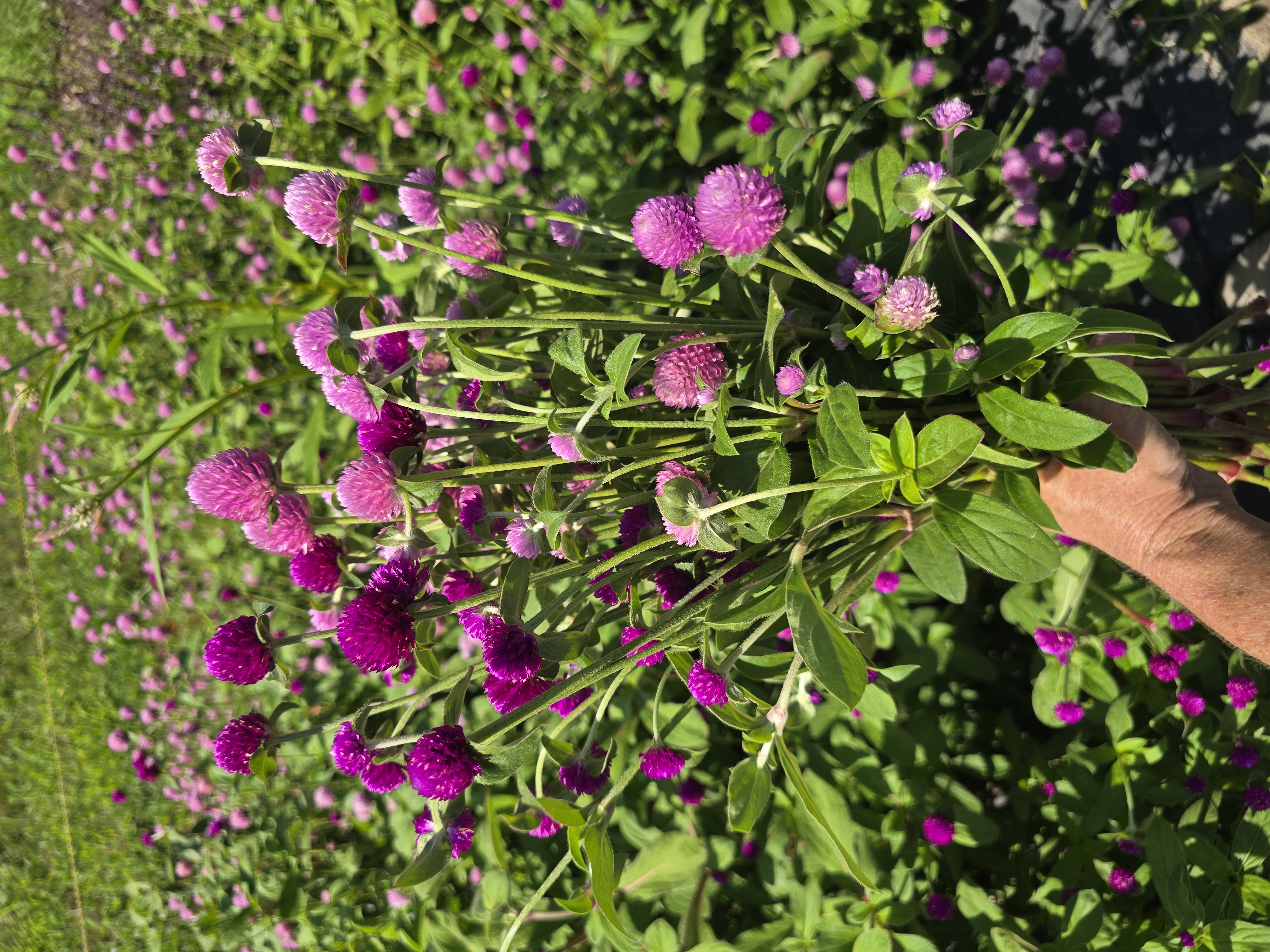 GOMPHRENA globosa QIS