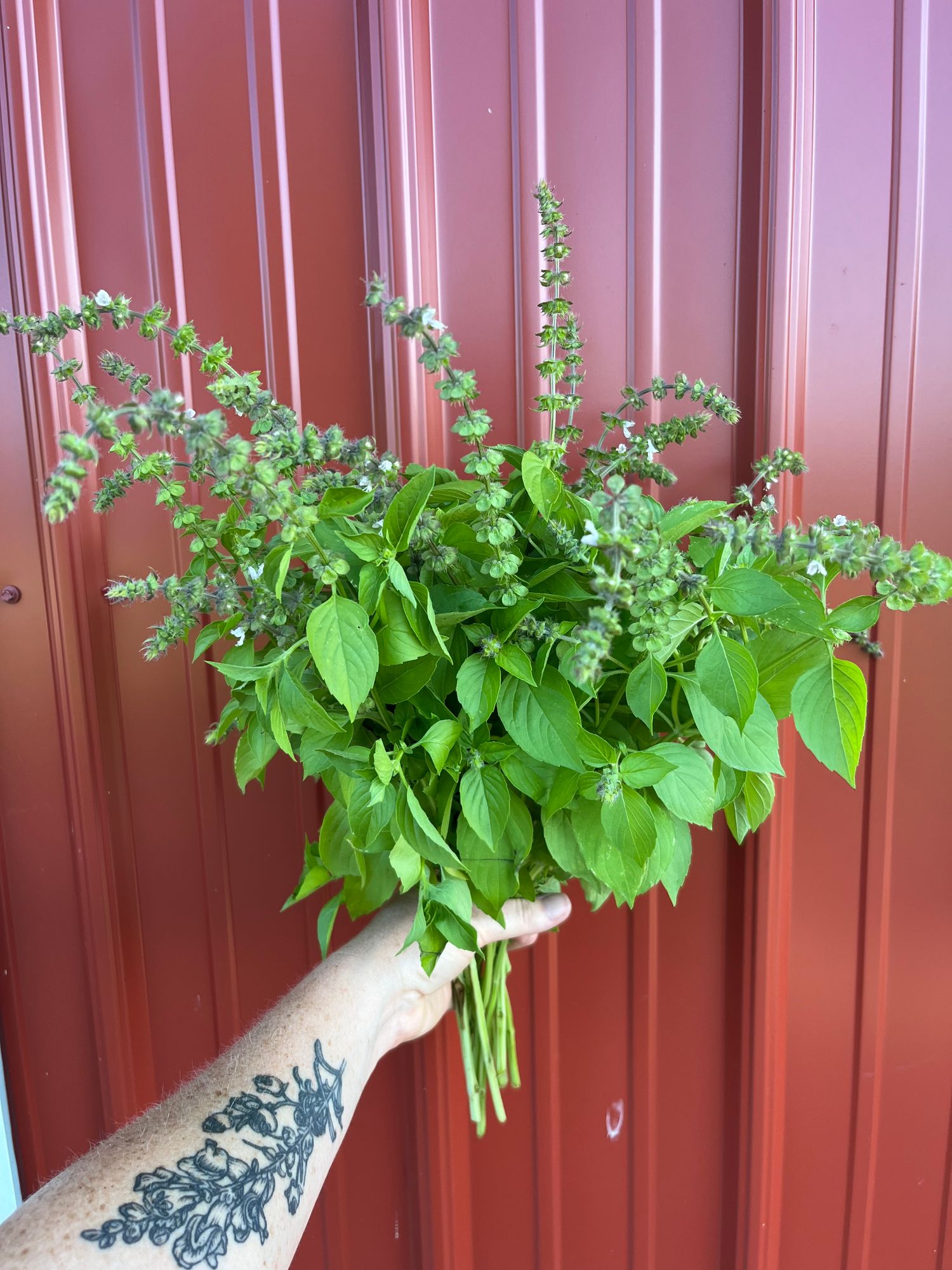 OCIMUM basilicum Citriodora
