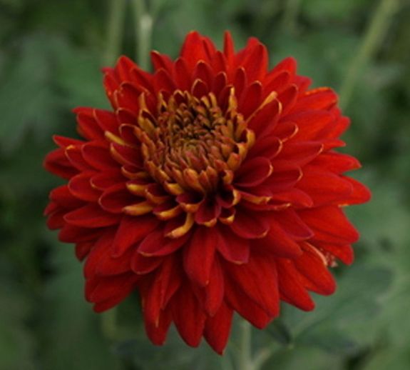 CHRYSANTHEMUM
