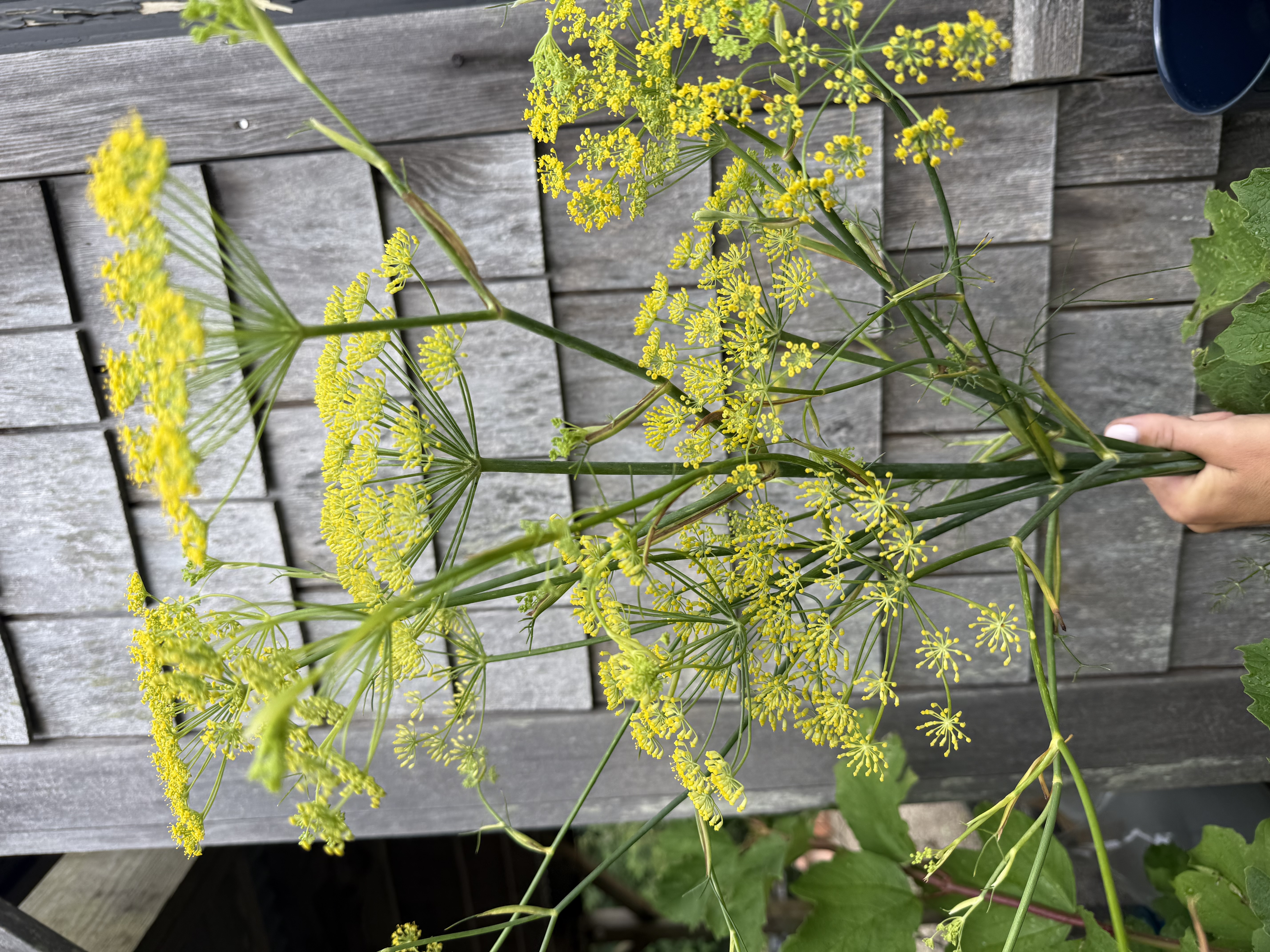 FERULA communis