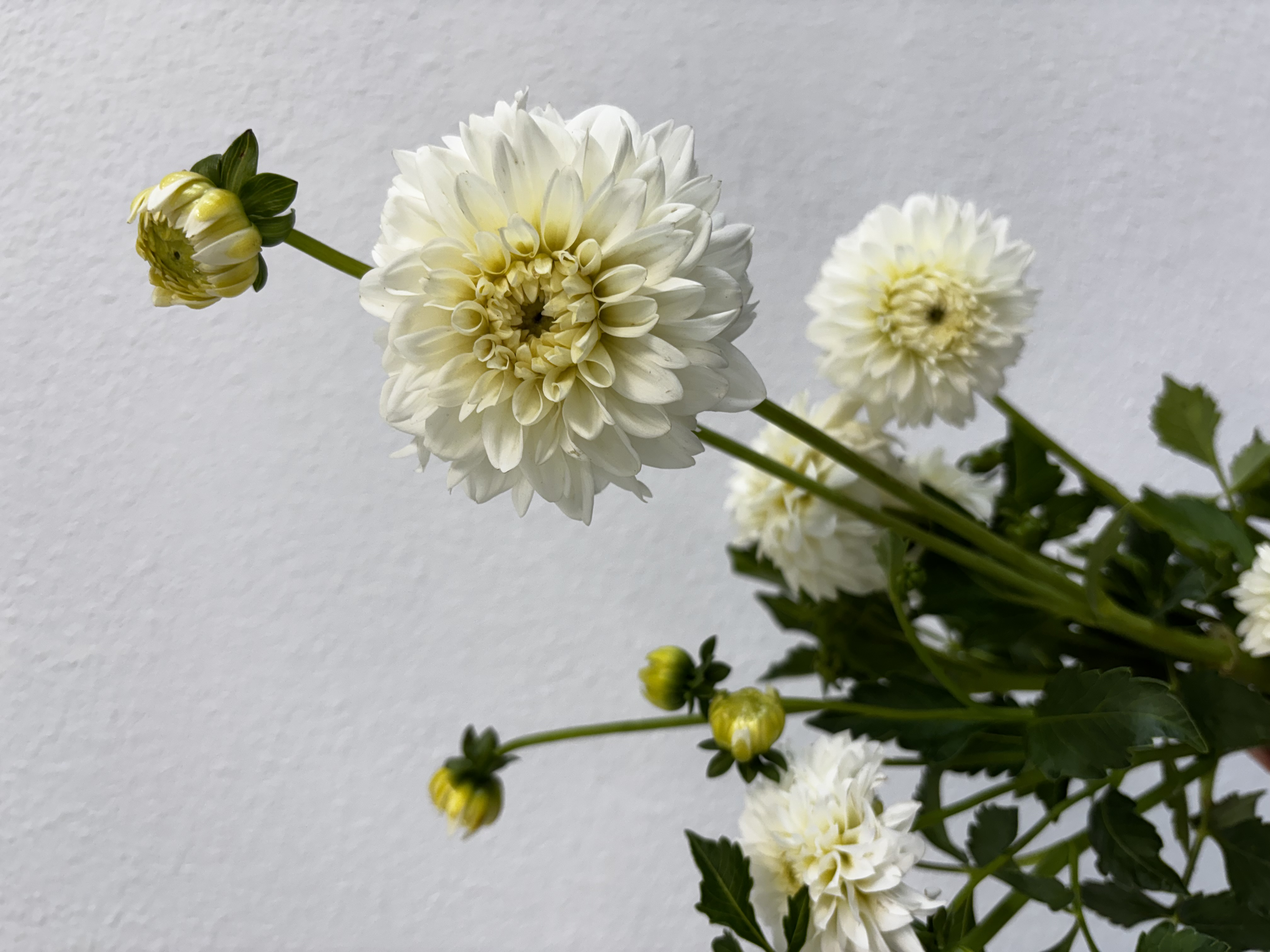 DAHLIA