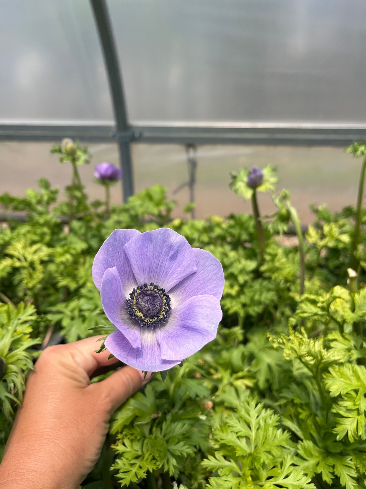 ANEMONE coronaria Mistral Azzuro