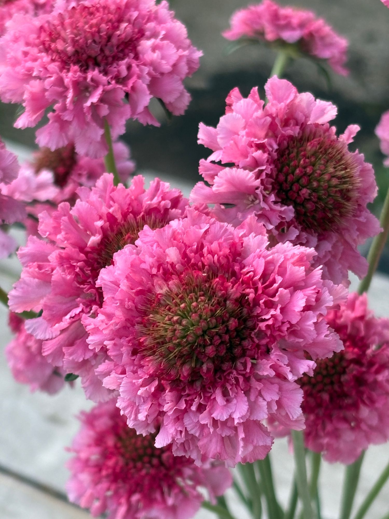 SCABIOSA atropurpurea x caucasica Focal Scoop Popsicle