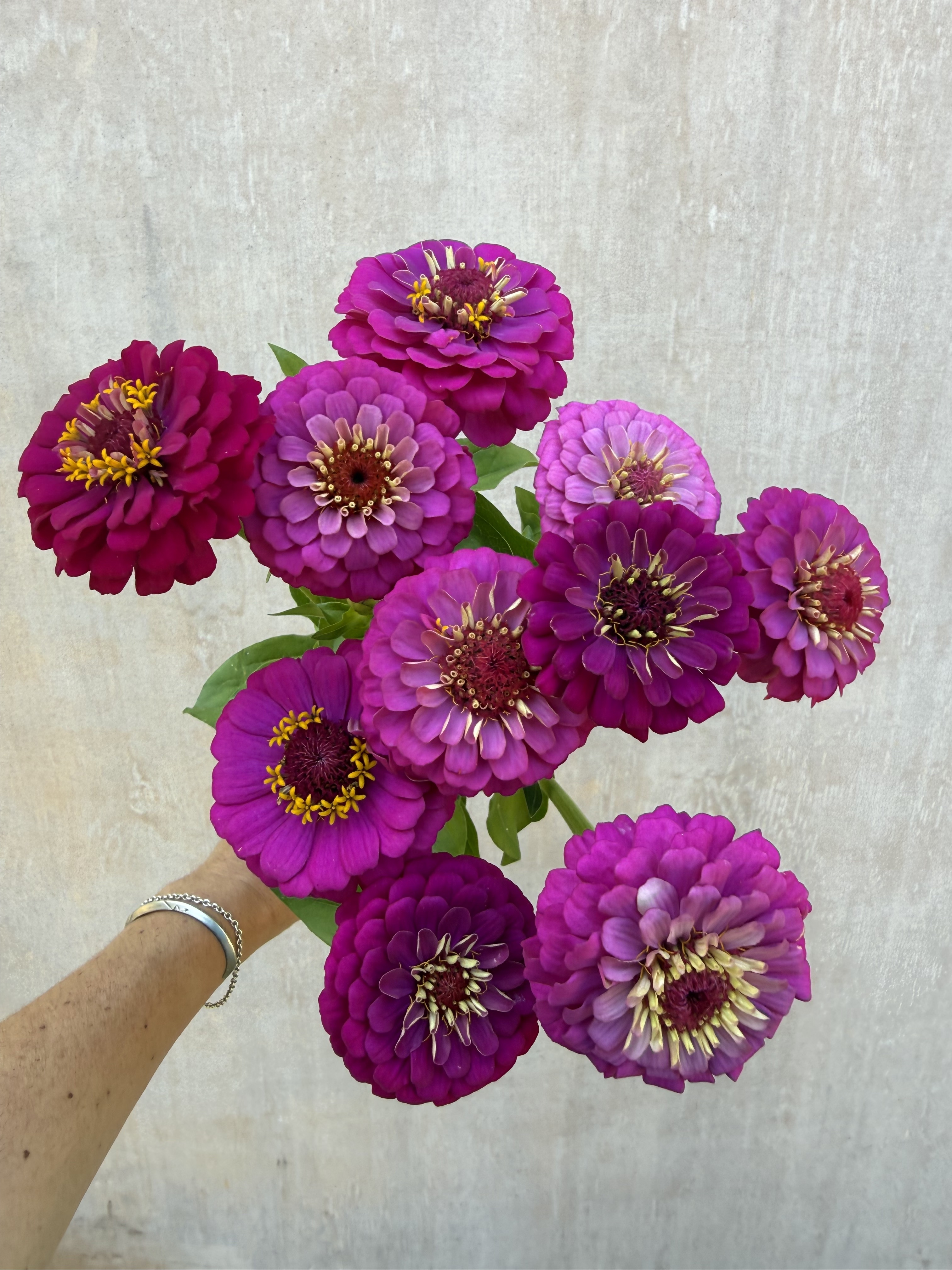 ZINNIA elegans Oklahoma Carmine Rose