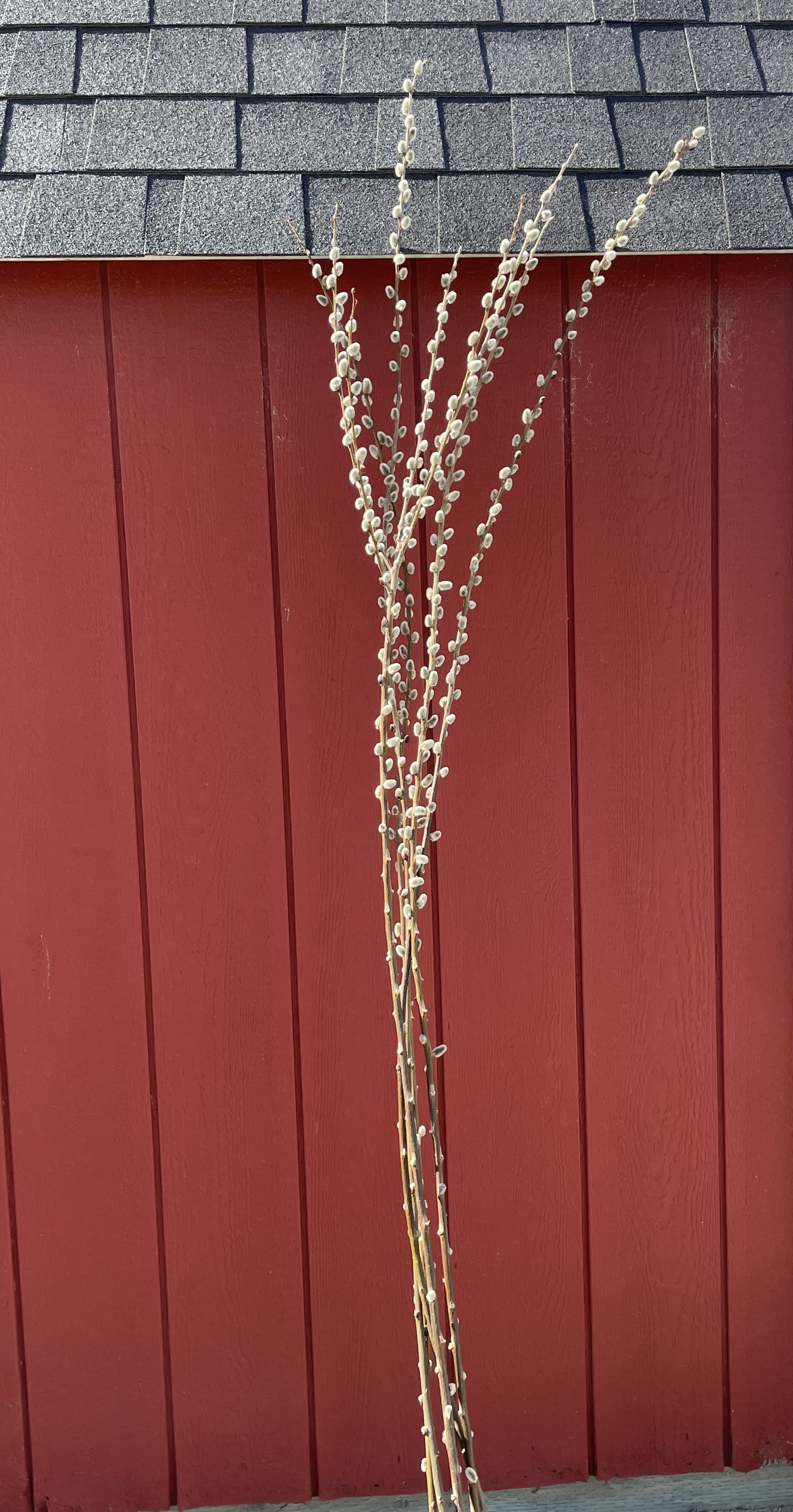 SALIX x leucopithecia Winter Glory