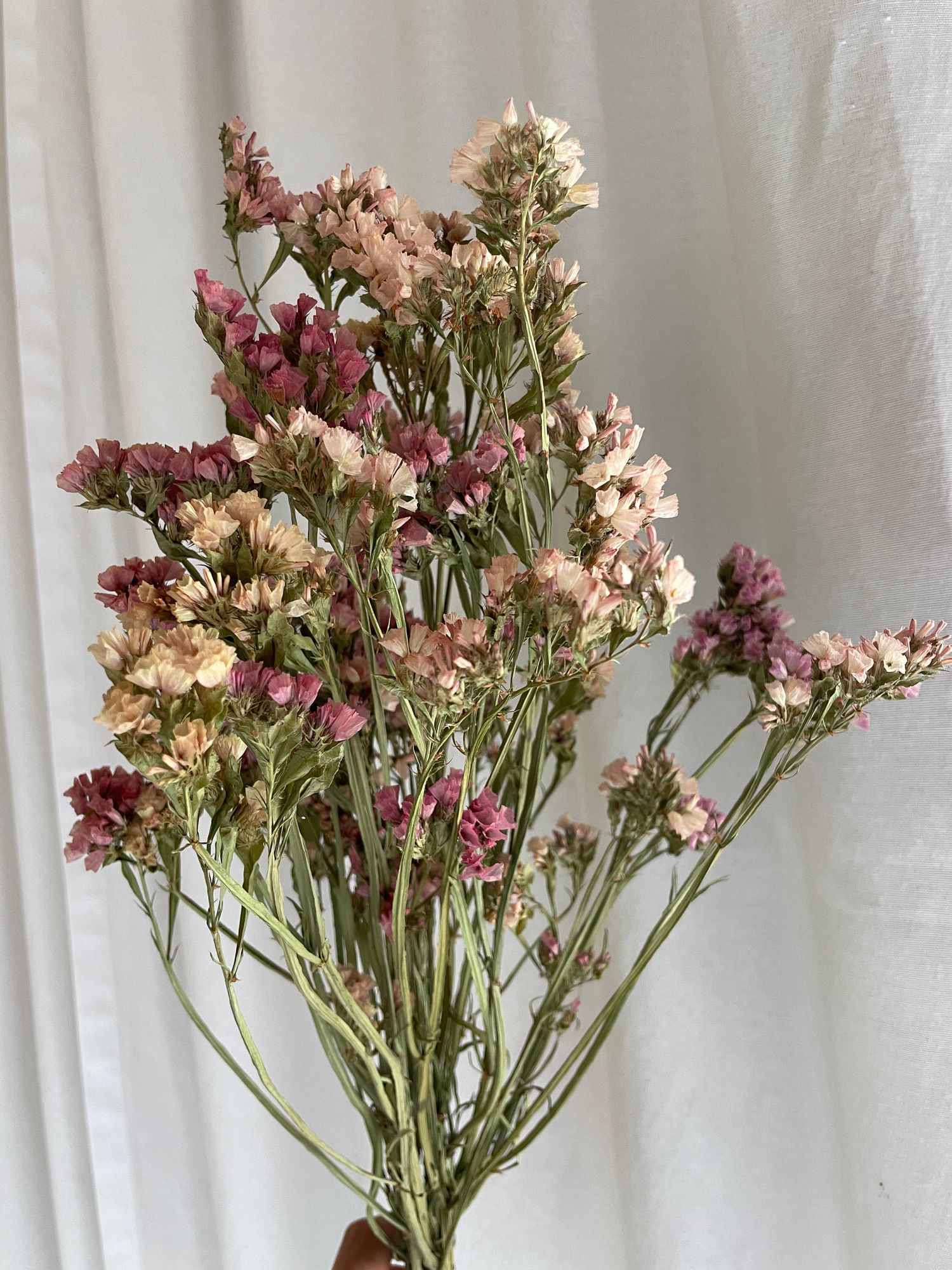 LIMONIUM sinuatum Seeker