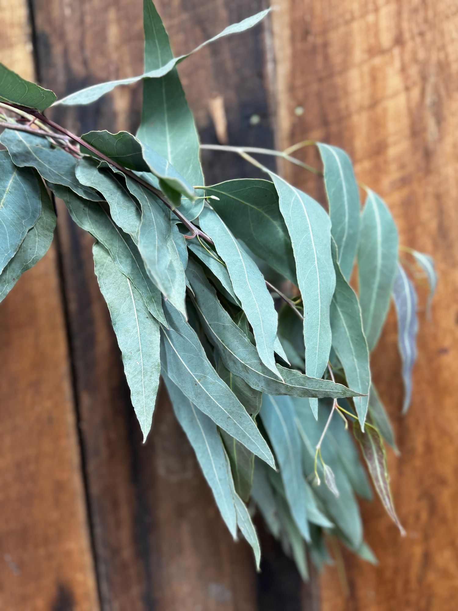 EUCALYPTUS tereticornis