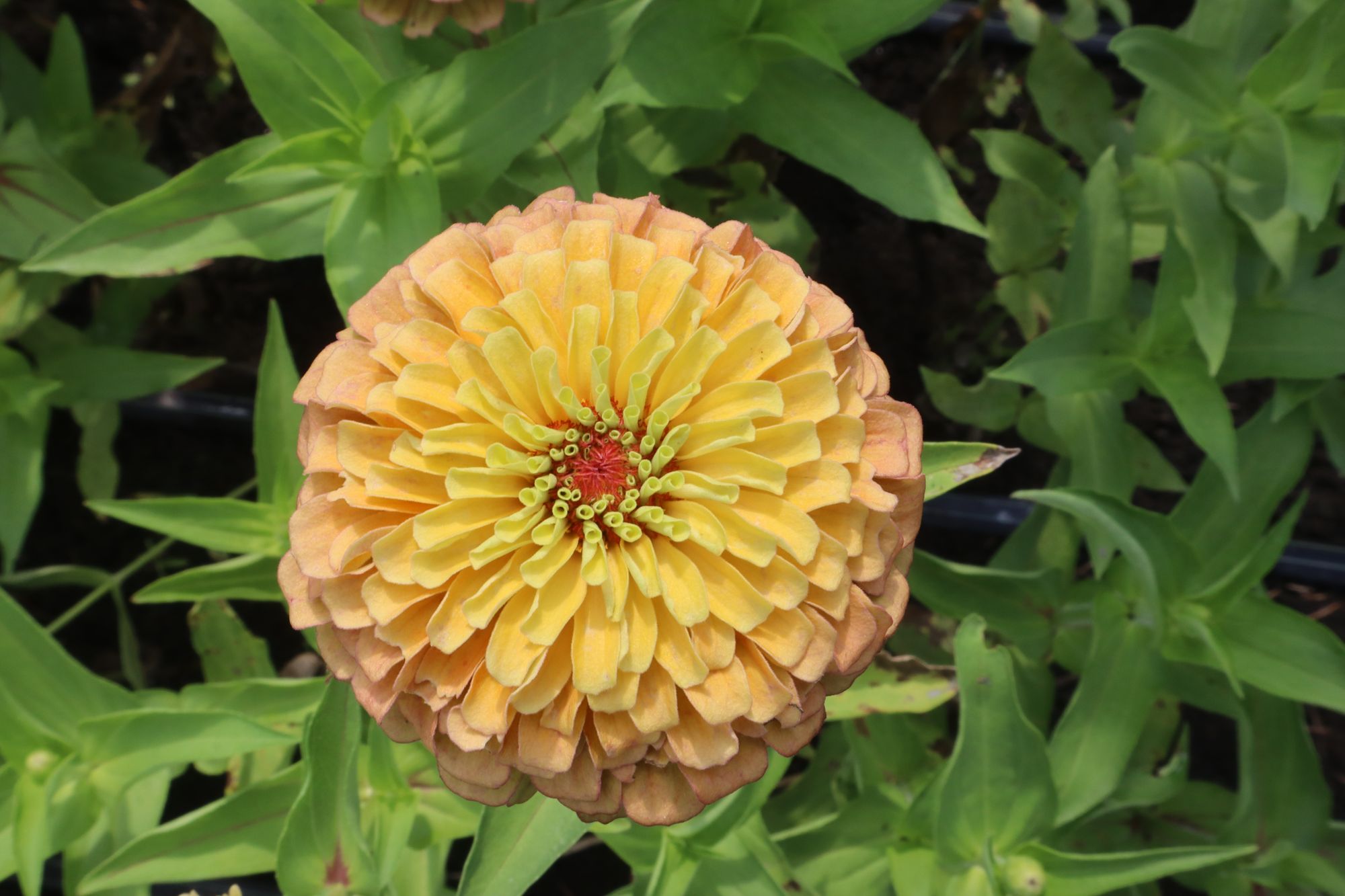 ZINNIA elegans Queeny Lime Orange