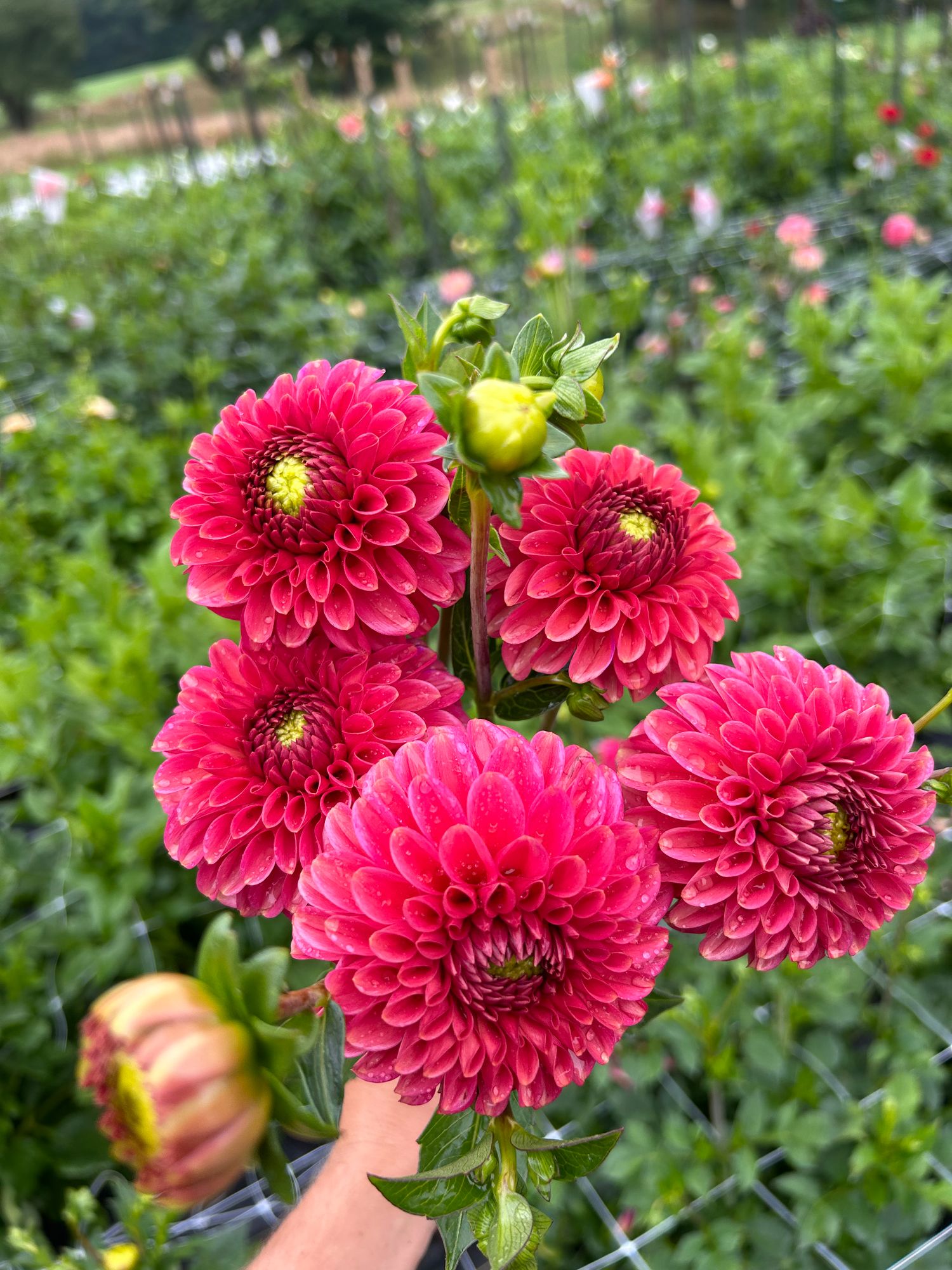 DAHLIA Ball