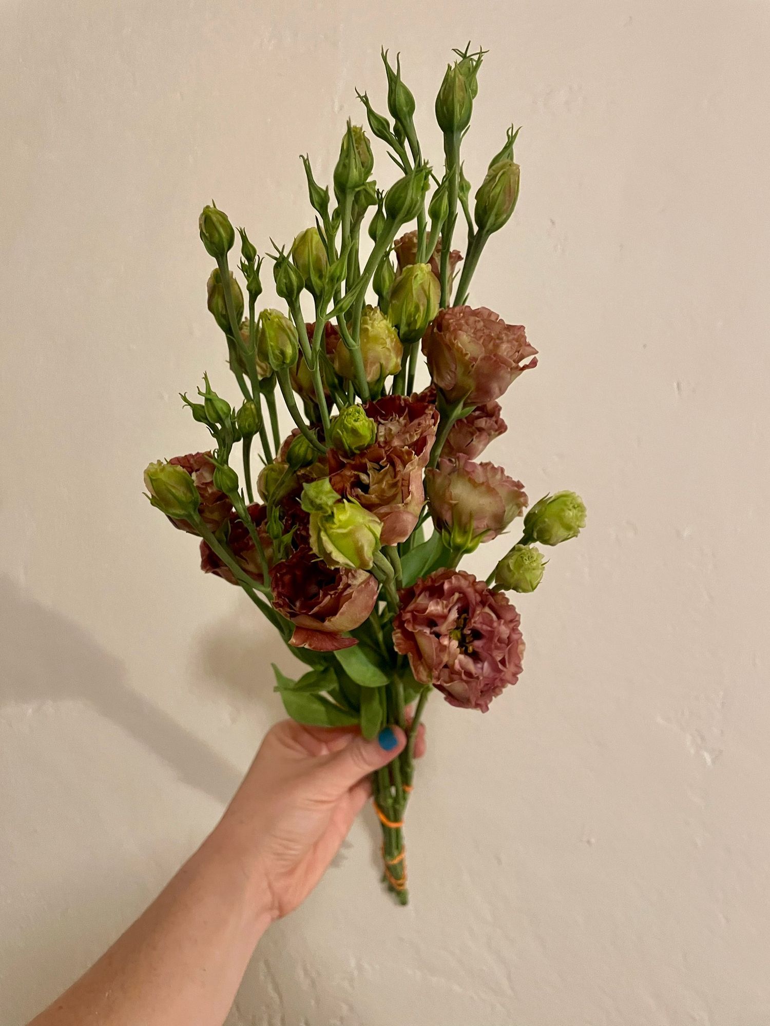 EUSTOMA grandiflorum Rosanne