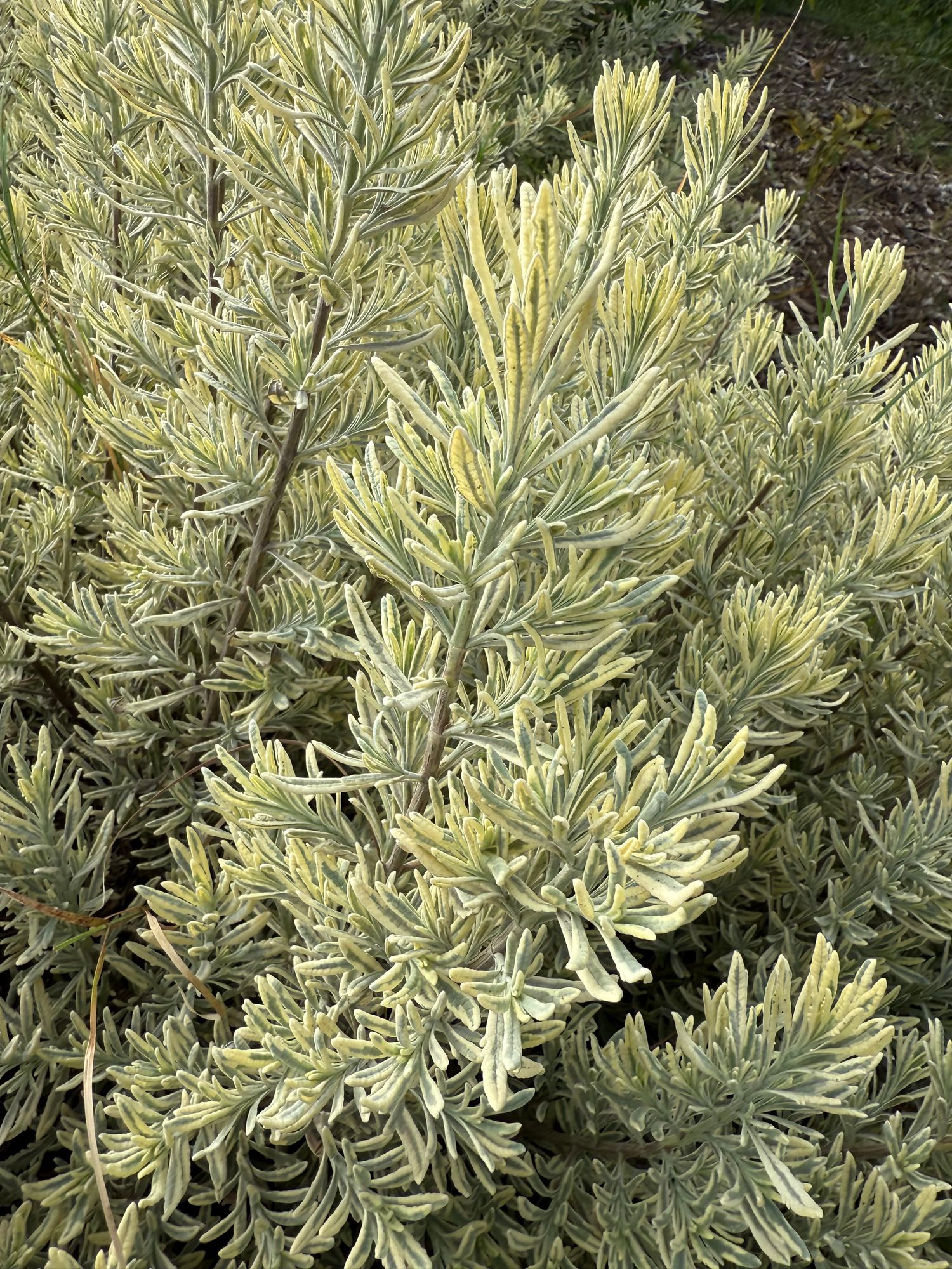 LAVANDULA