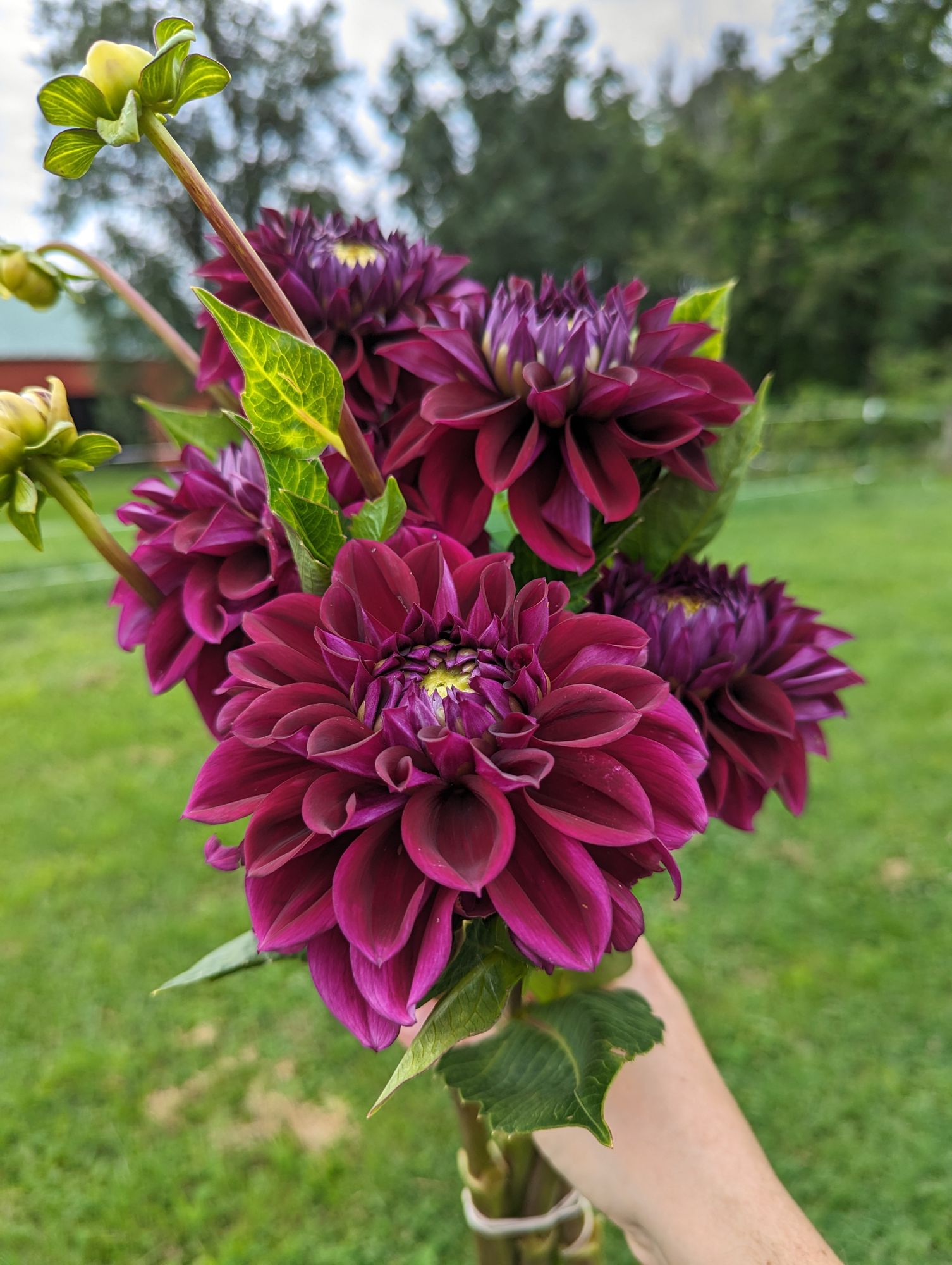 DAHLIA Diva