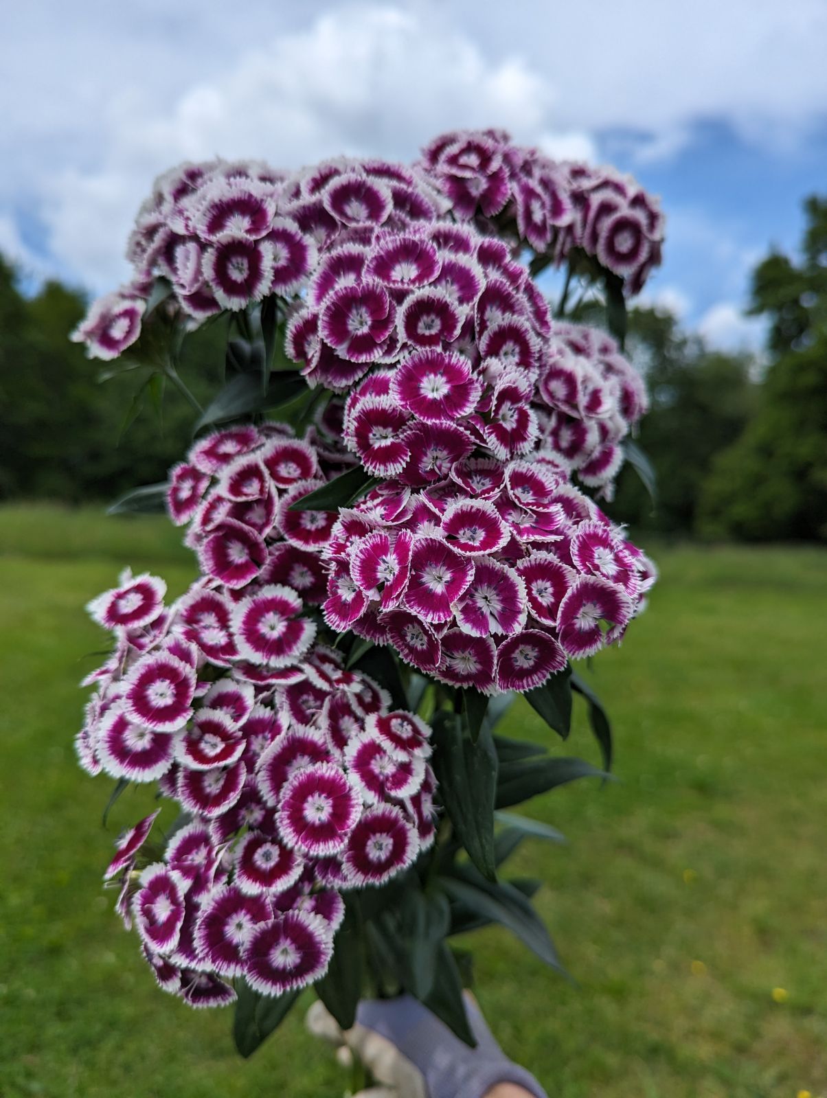 DIANTHUS barbatus Sweet Purple/White Bi-Color