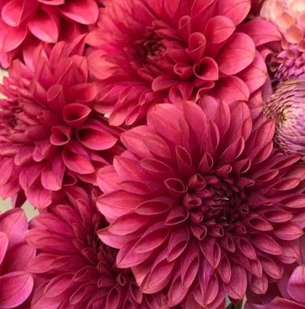 DAHLIA KA Rosie Jo