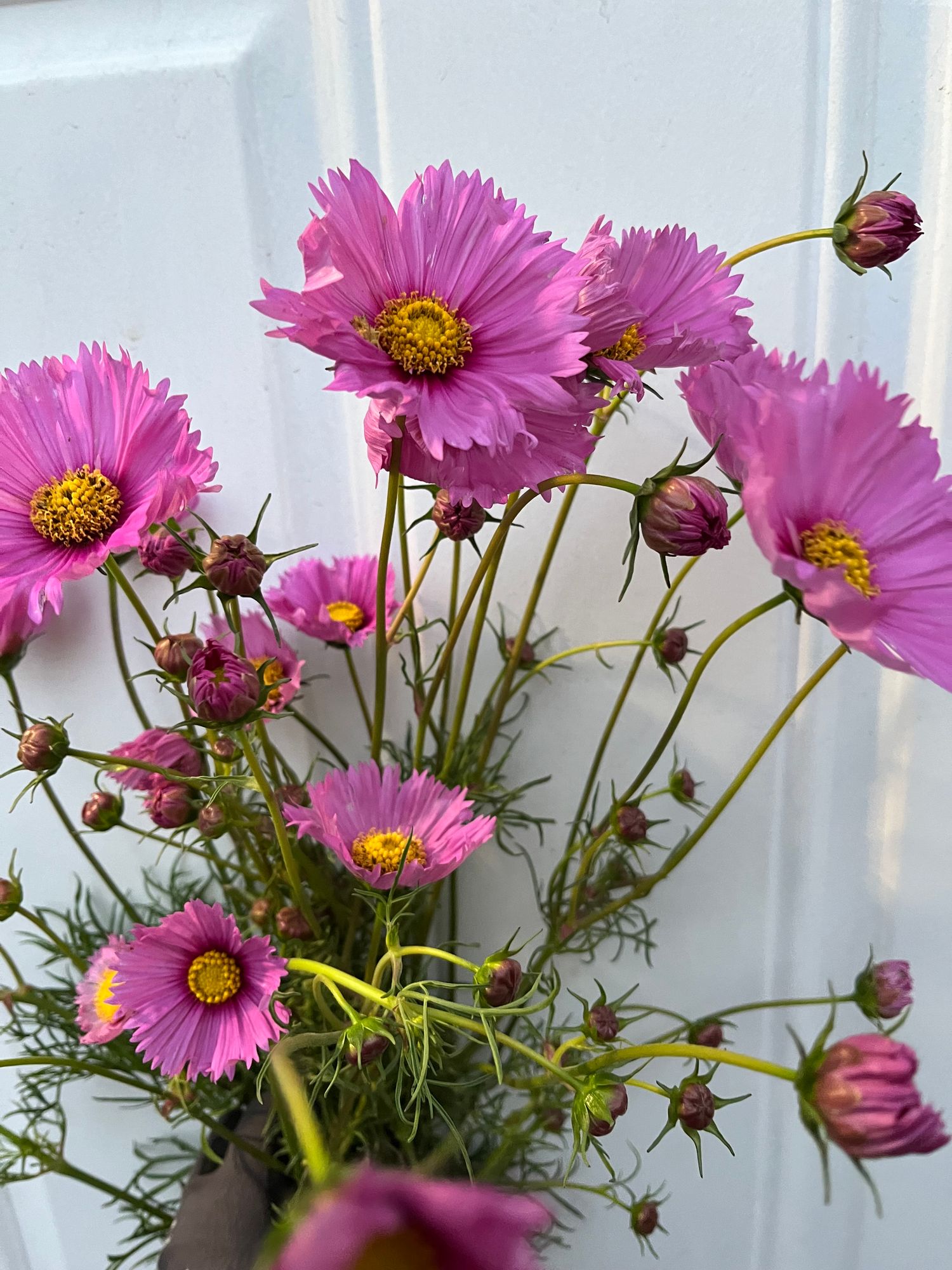 COSMOS bipinnatus