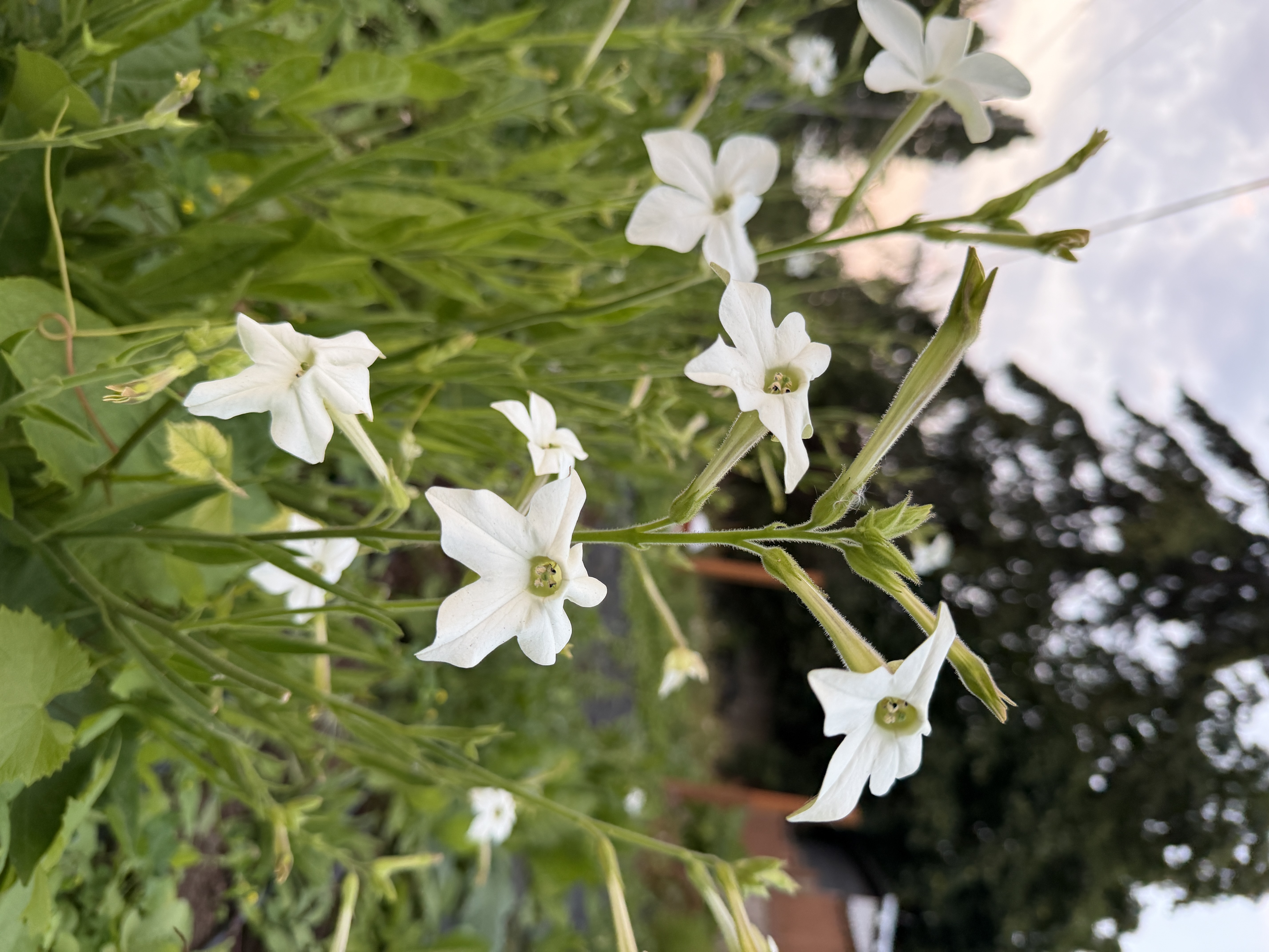 NICOTIANA alata Grandiflora