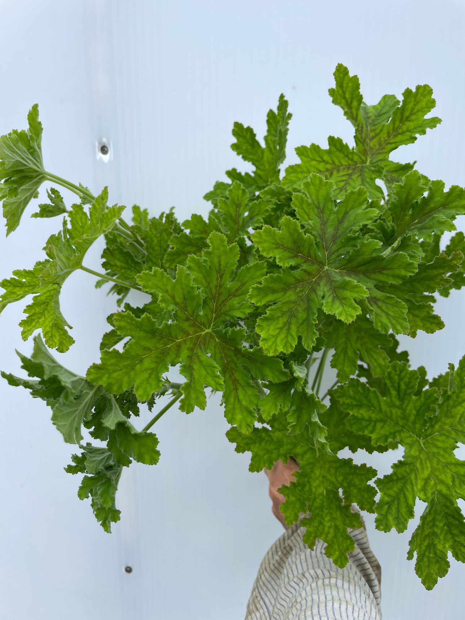 PELARGONIUM capitatum