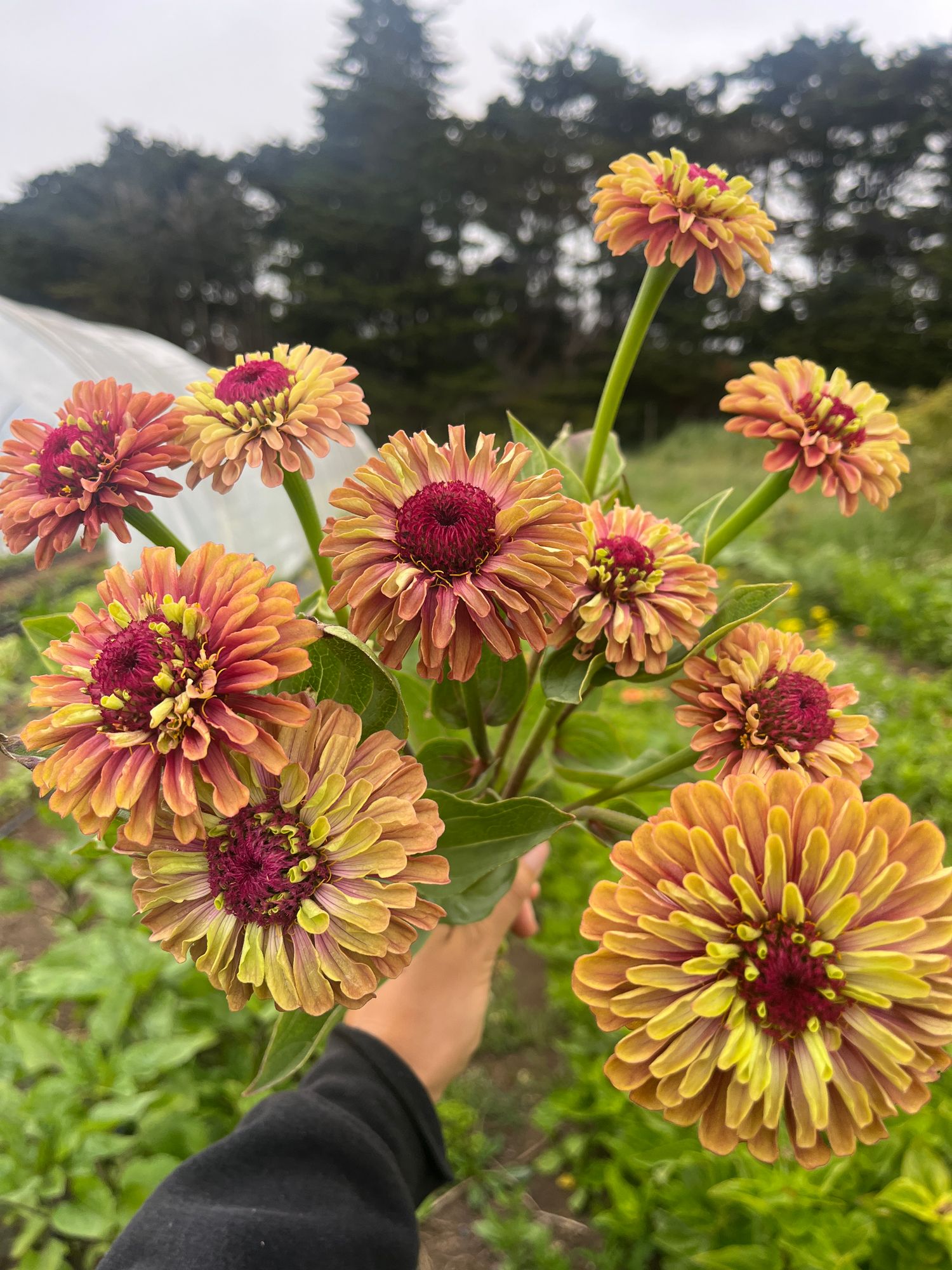 ZINNIA