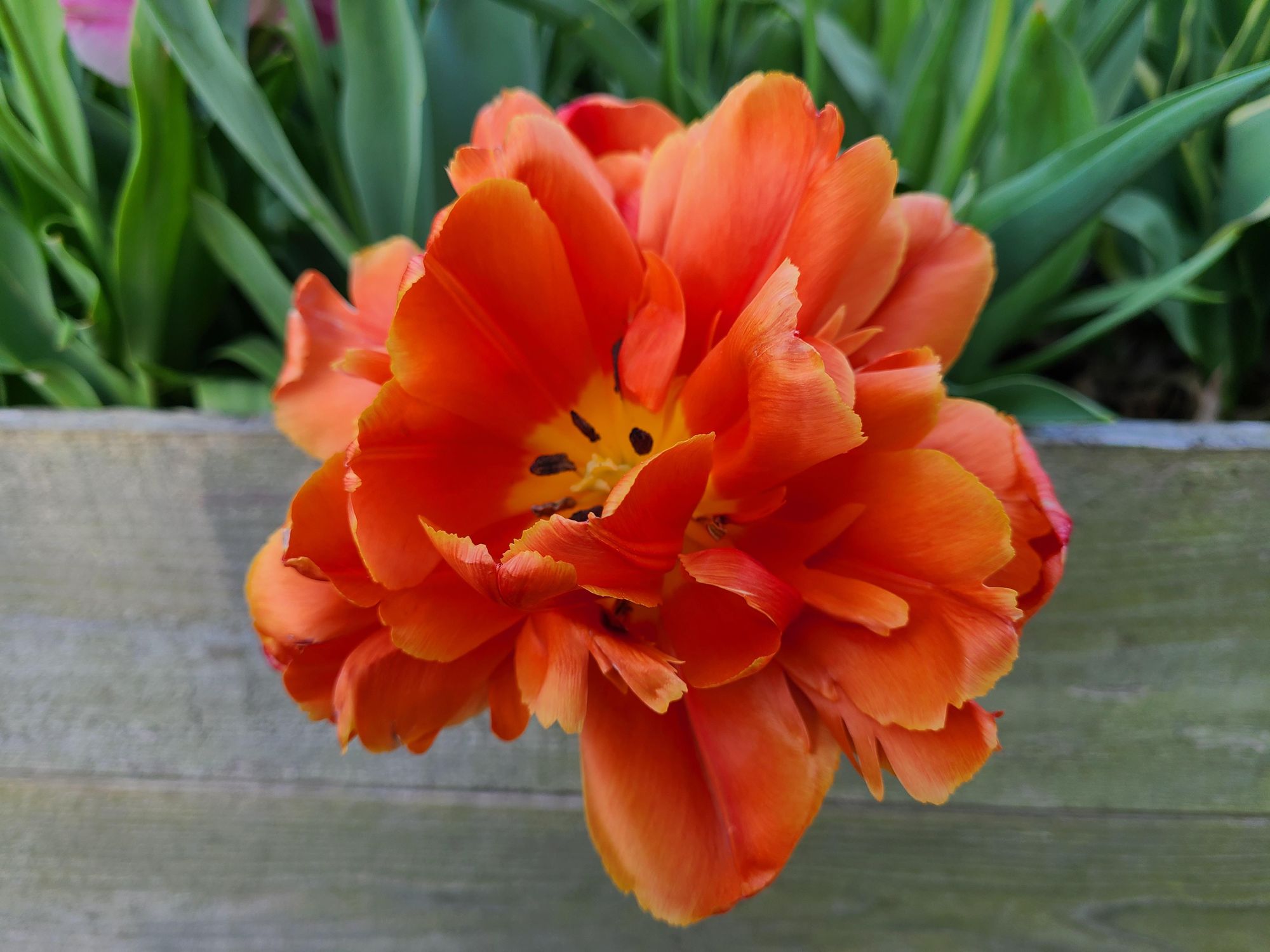 TULIPA Icoon