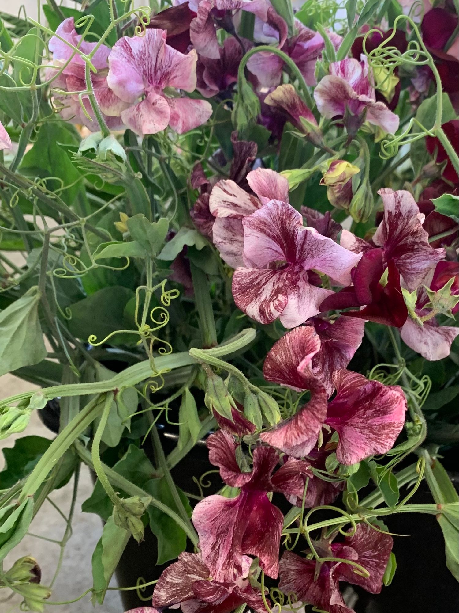 LATHYRUS odoratus