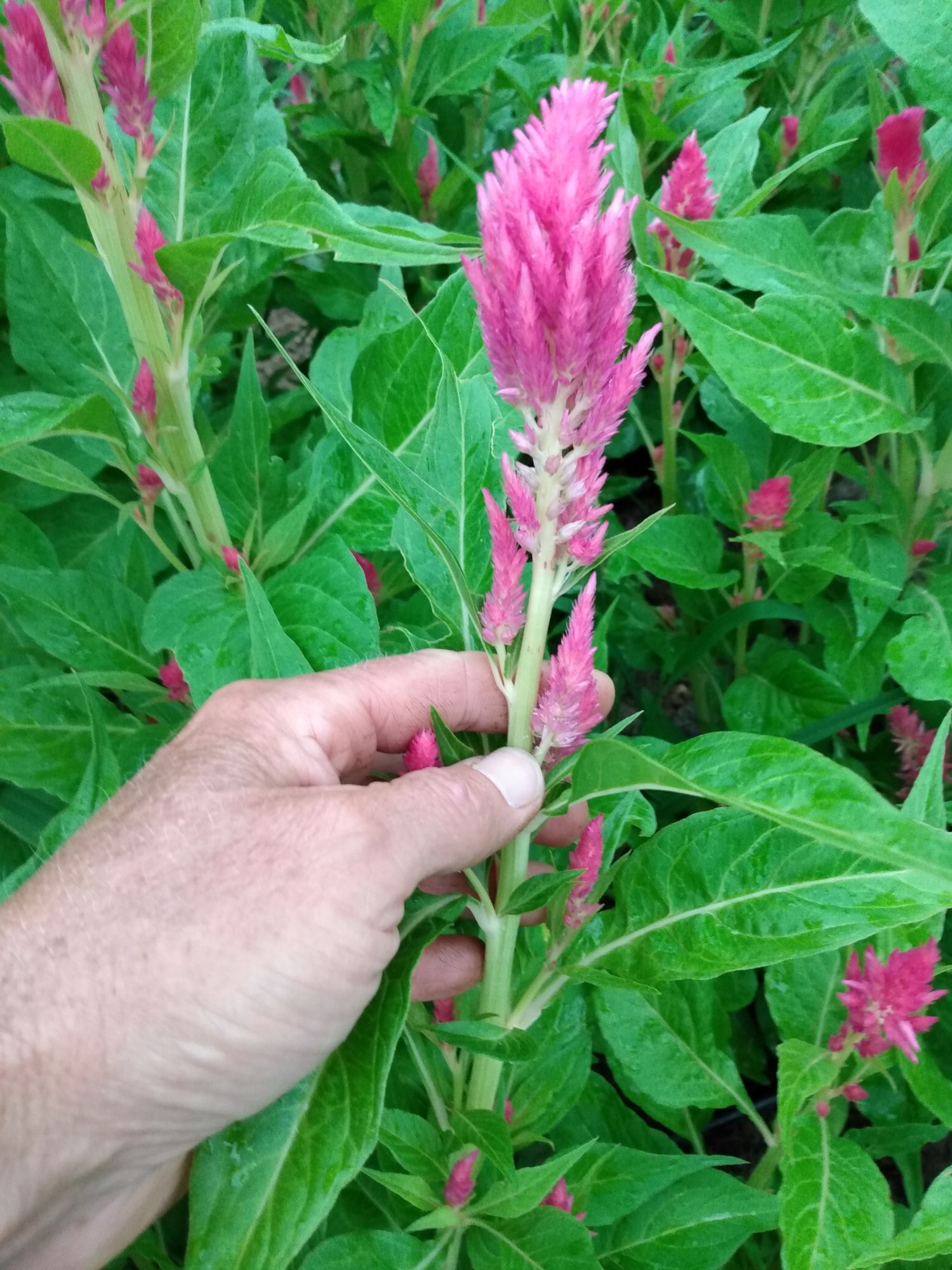 CELOSIA argentea var. plumosa Sunday Cherry