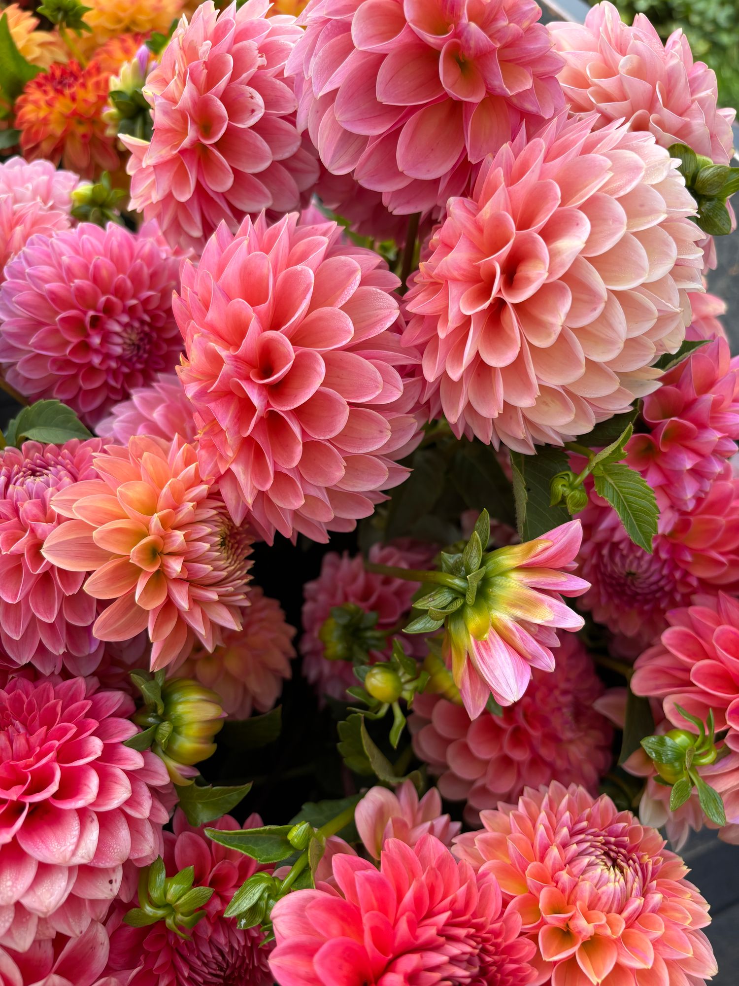 DAHLIA Lindas Baby