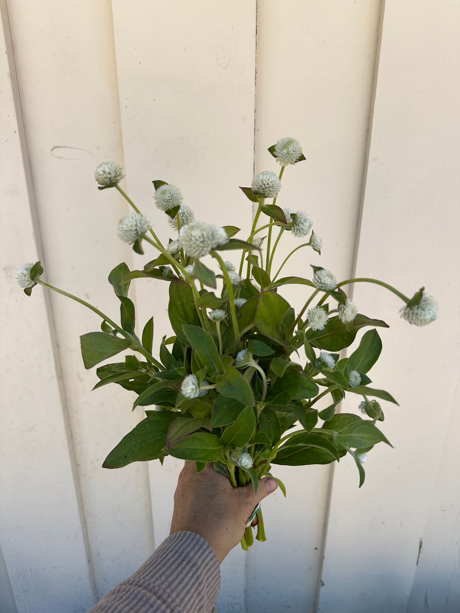 GOMPHRENA globosa