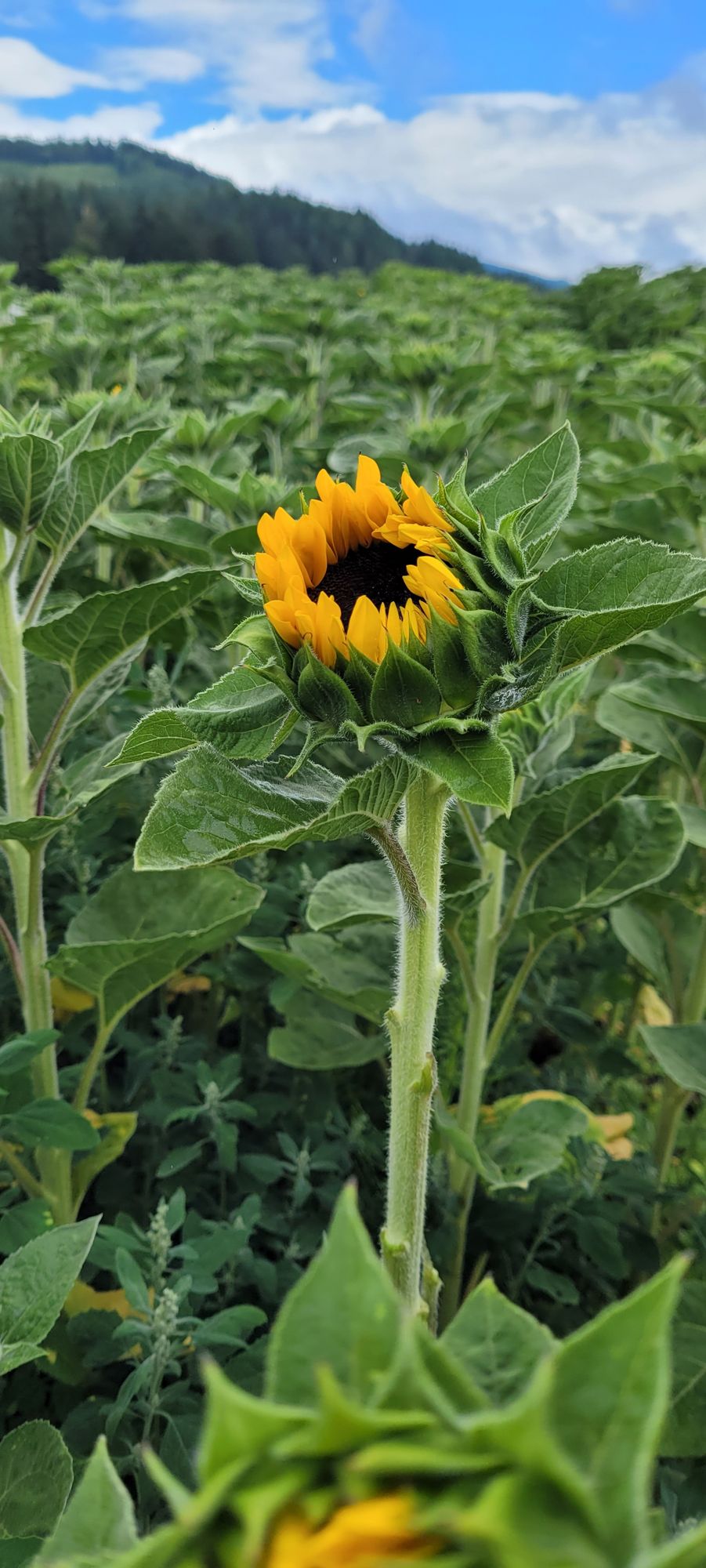 HELIANTHUS annuus ProCut Orange