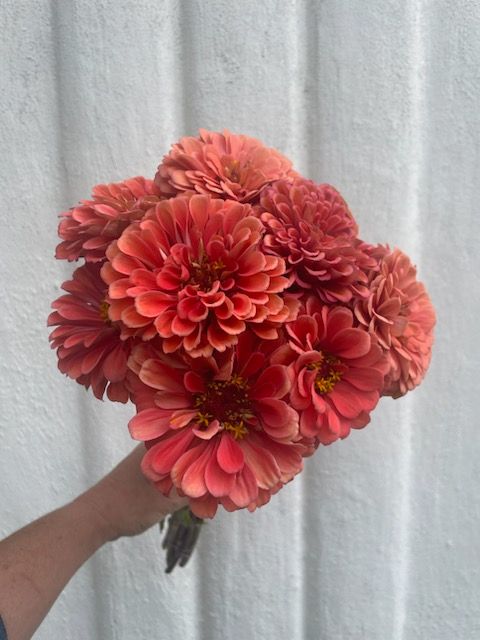 ZINNIA elegans Benarys Giant Salmon Rose