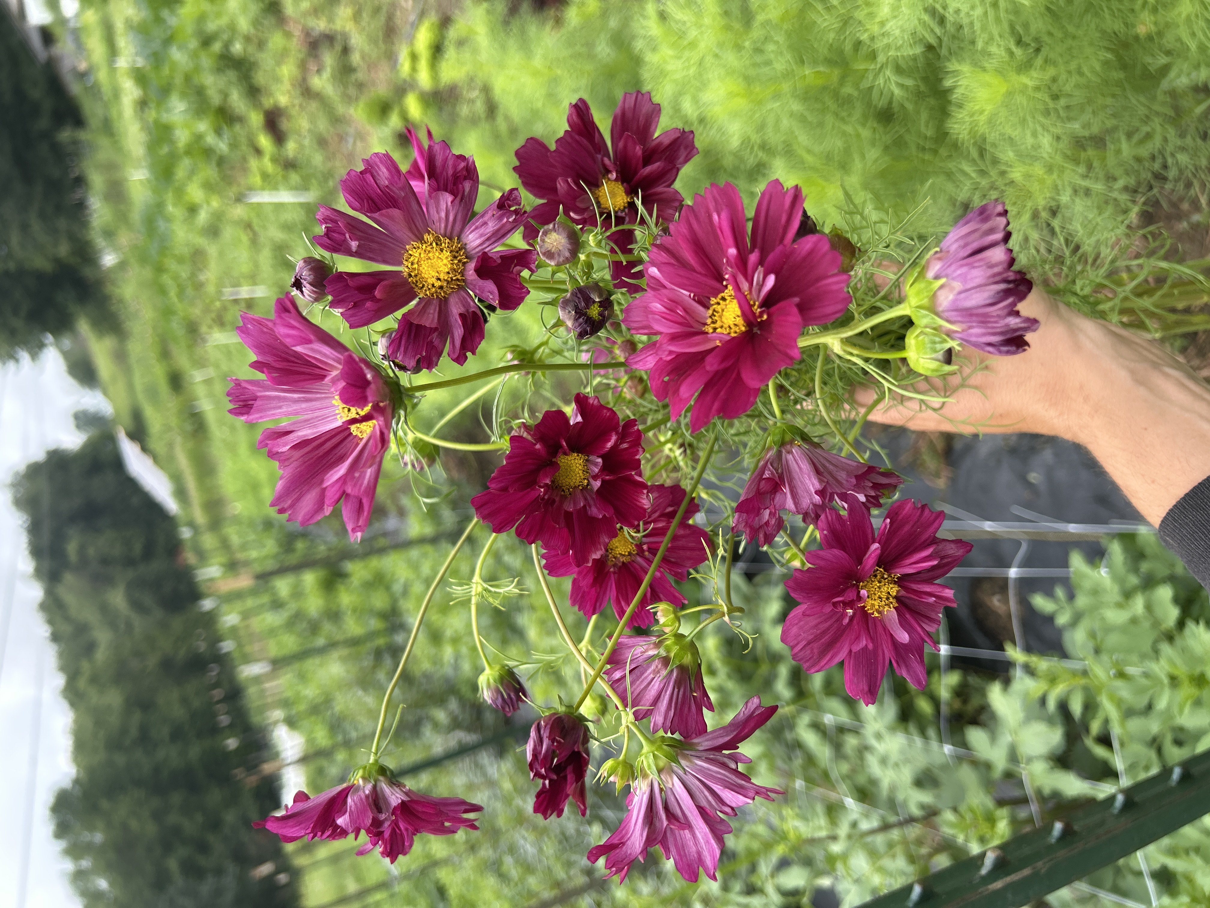 COSMOS bipinnatus Double Click Cranberry