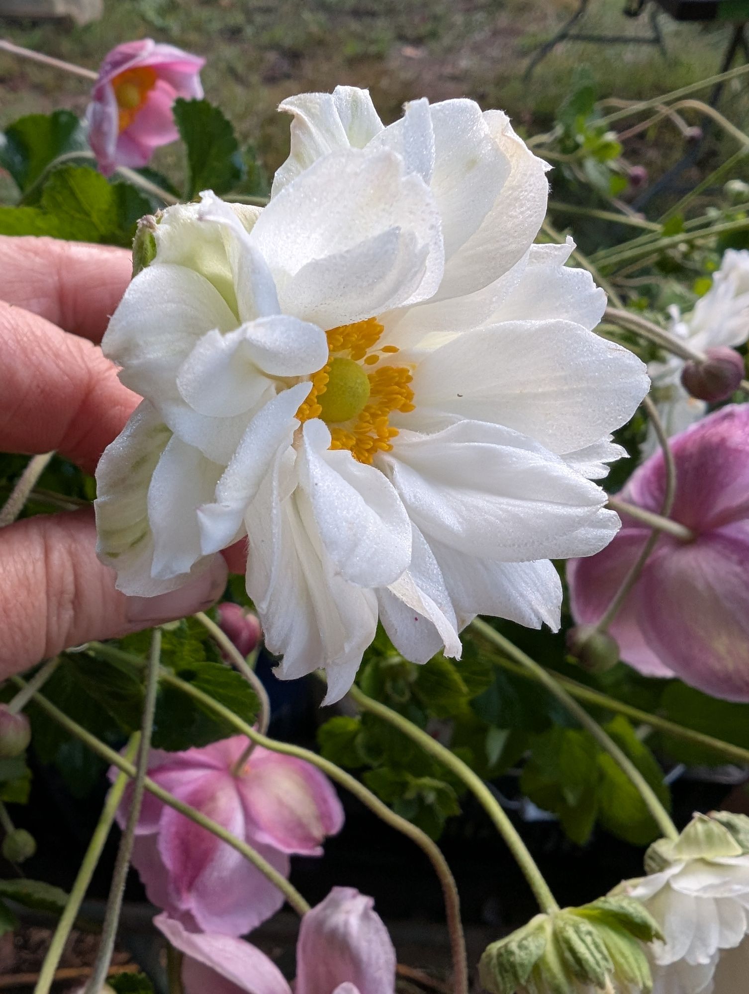 ANEMONE x Whirlwind
