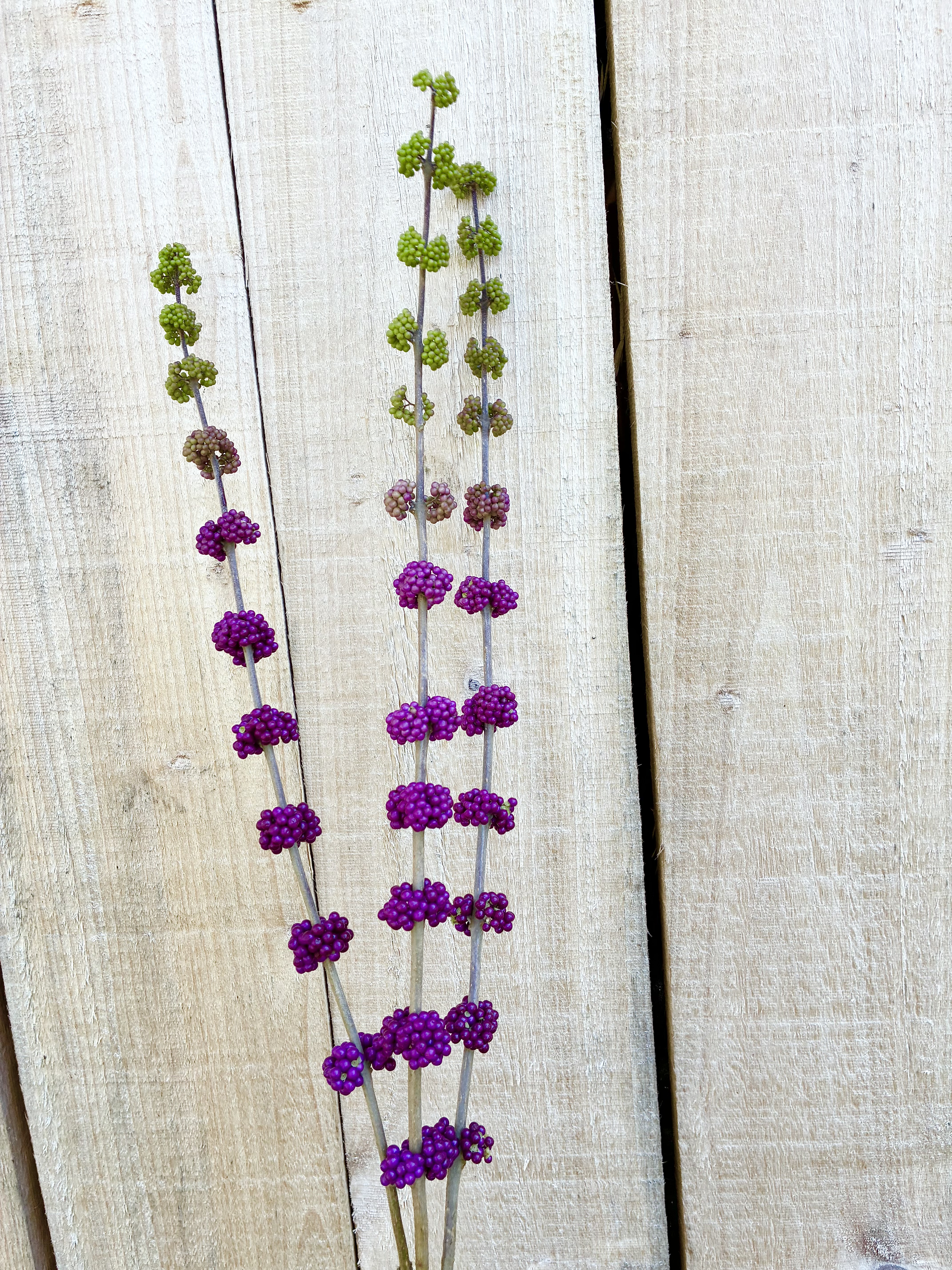 CALLICARPA americana