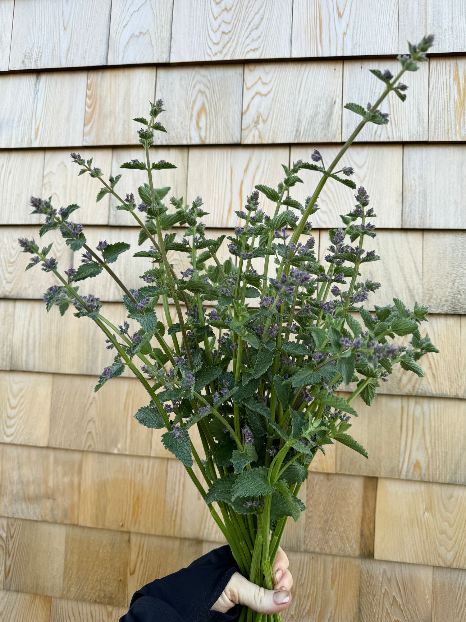NEPETA cataria