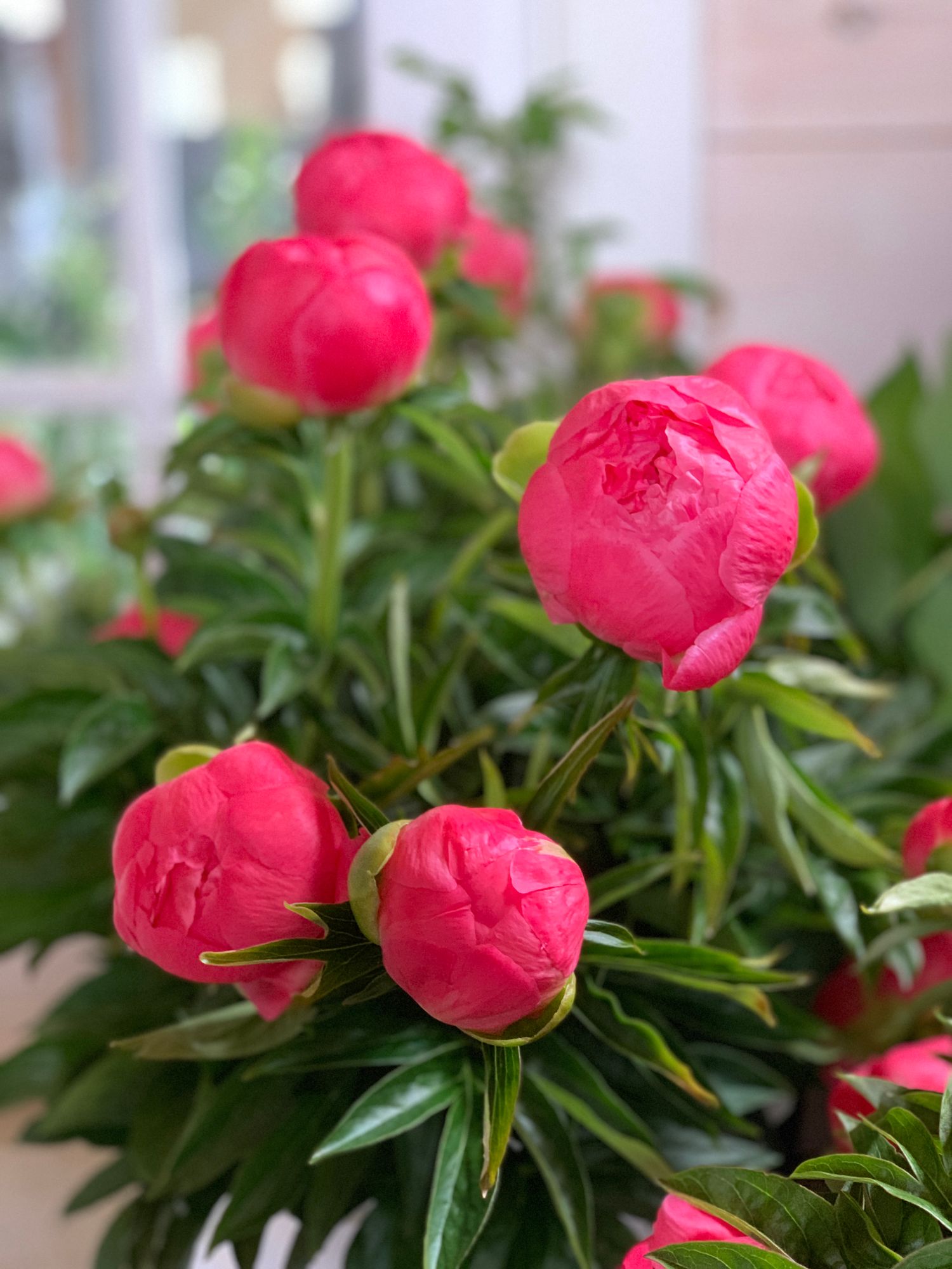 PAEONIA