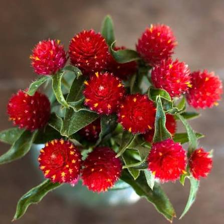 GOMPHRENA haageana Strawberry Fields