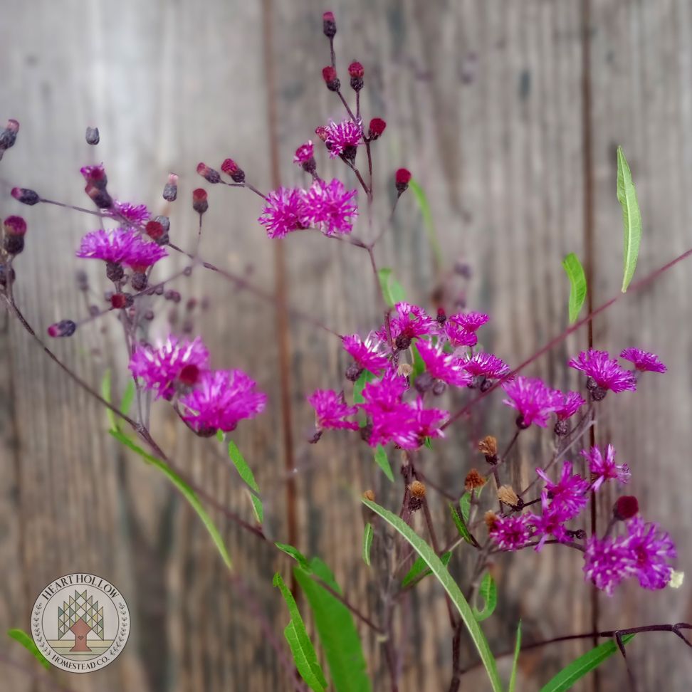 VERNONIA noveboracensis