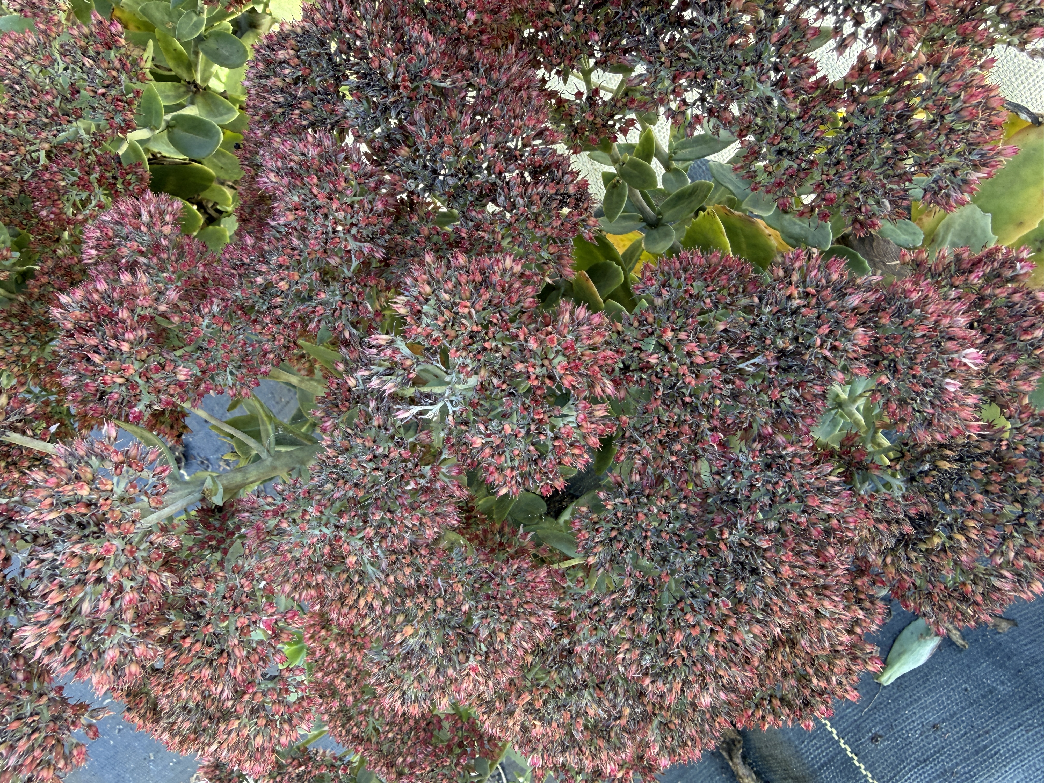 HYLOTELEPHIUM spectabile Autumn Joy